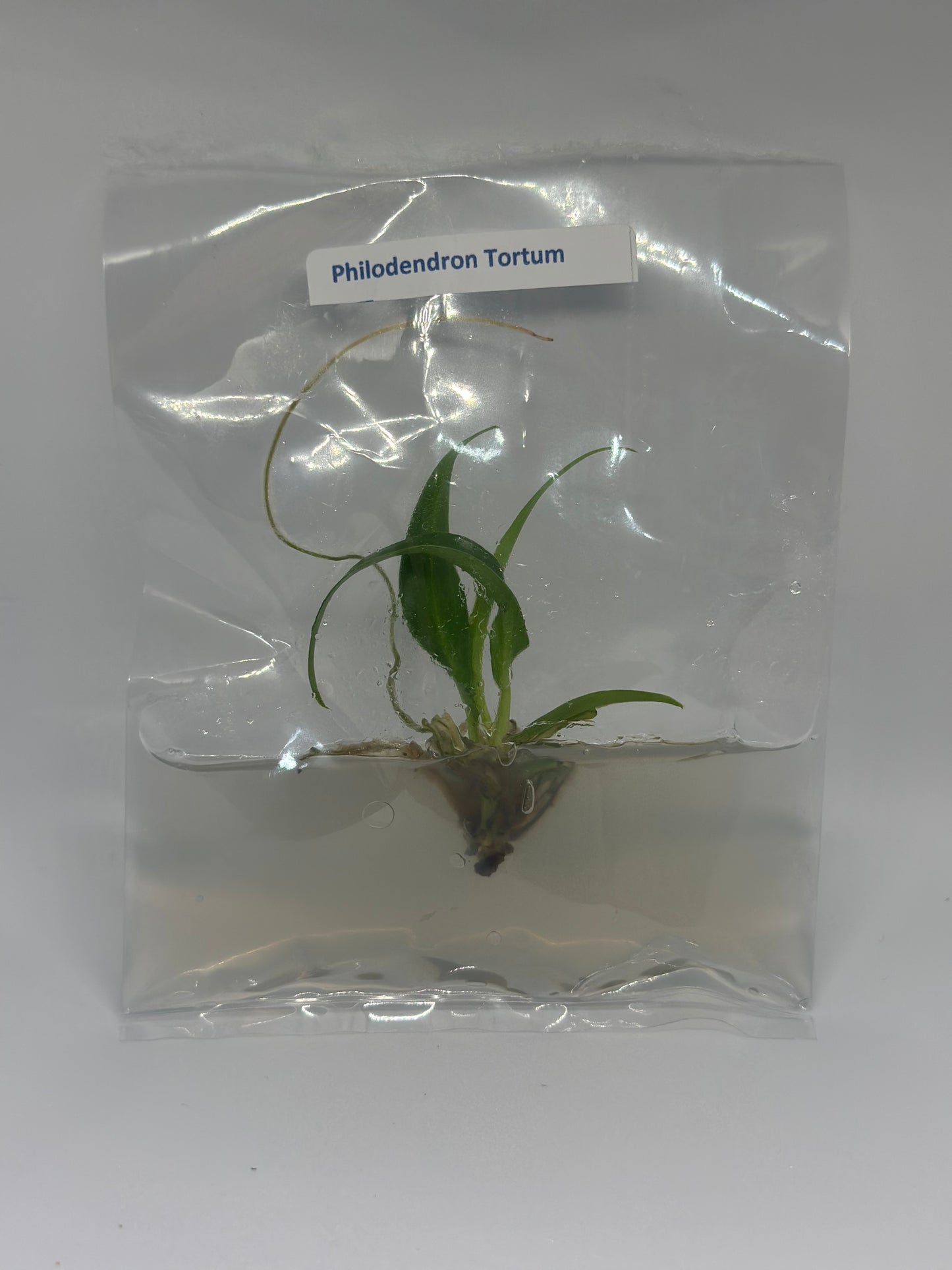 Philodendron tortum - 1 tissue culture plantlet
