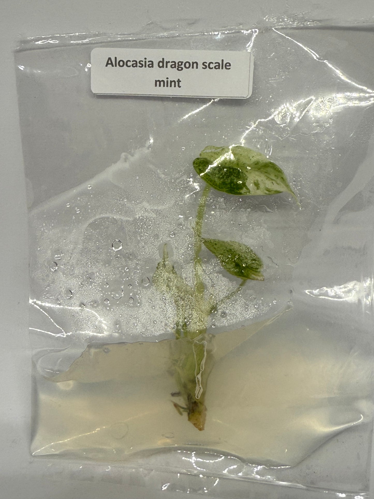 Alocasia dragon scale mint - 1 tissue culture plantlet