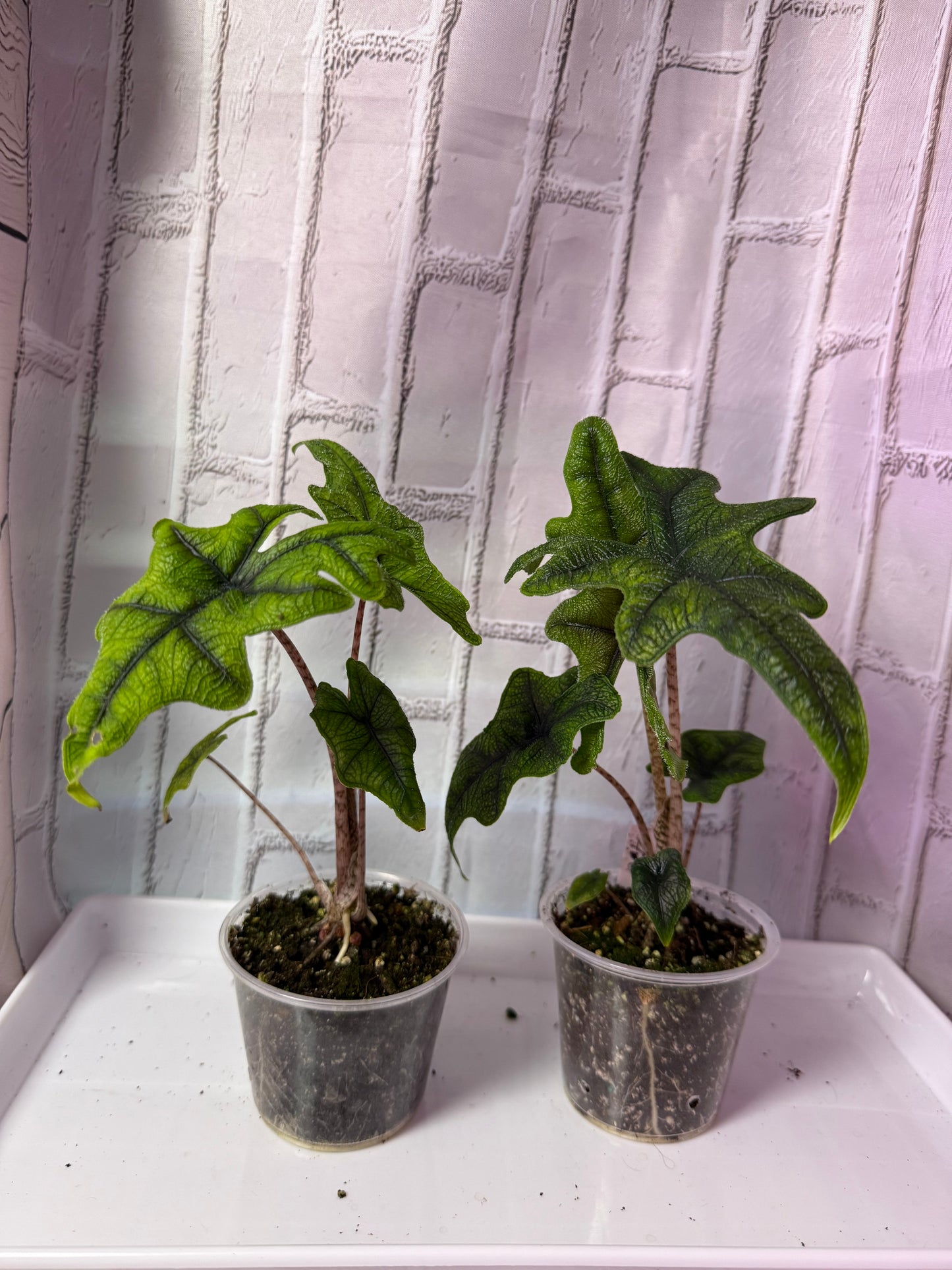 Alocasia jacklyn