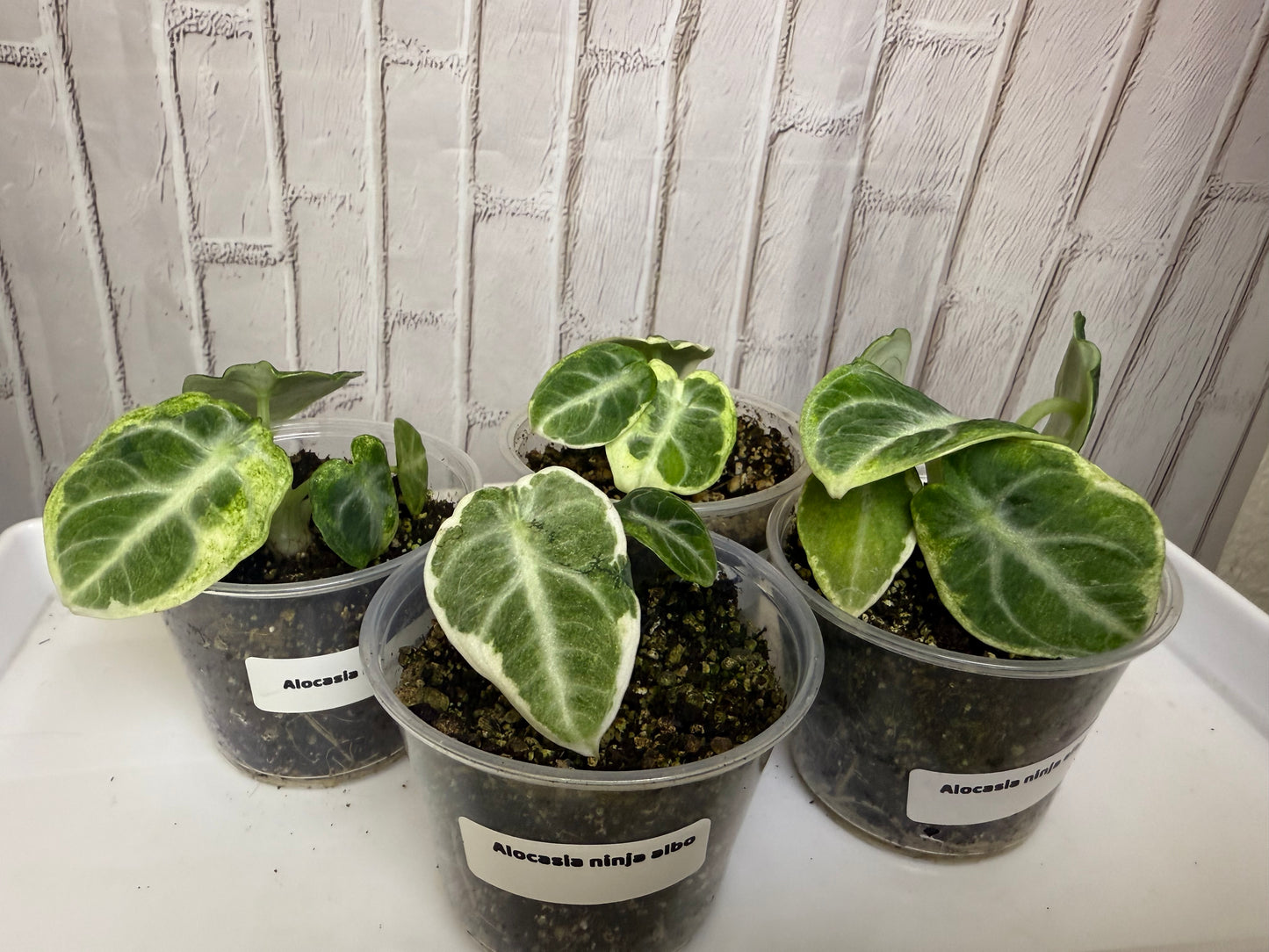 Alocasia ninja albo (2in)