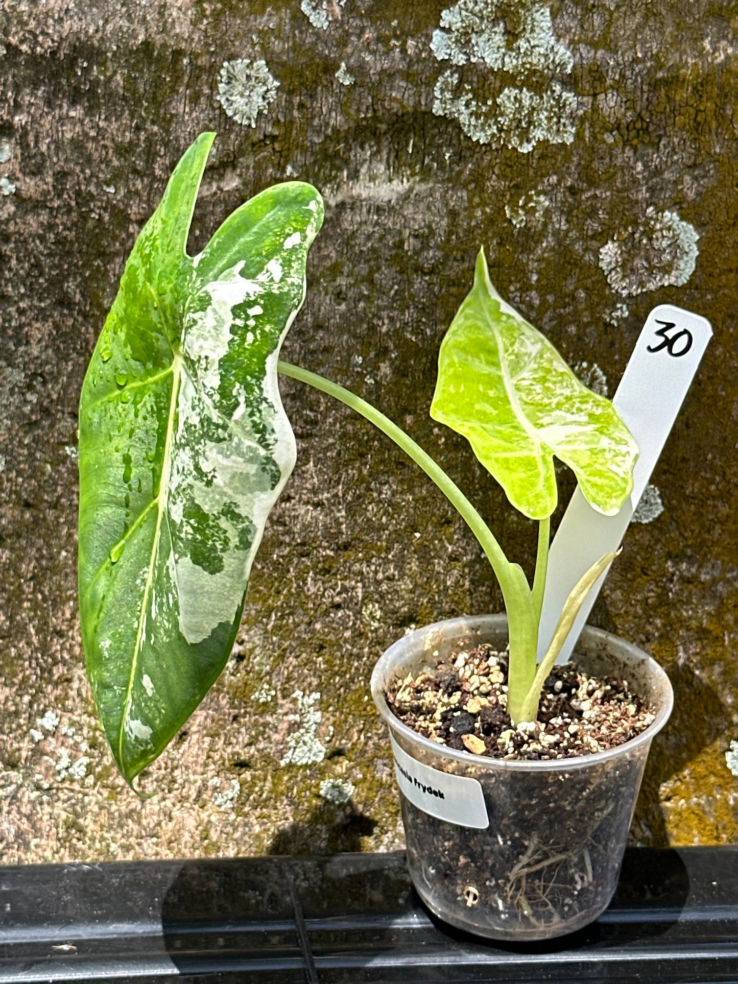 Alocasia frydek variegated (2in)