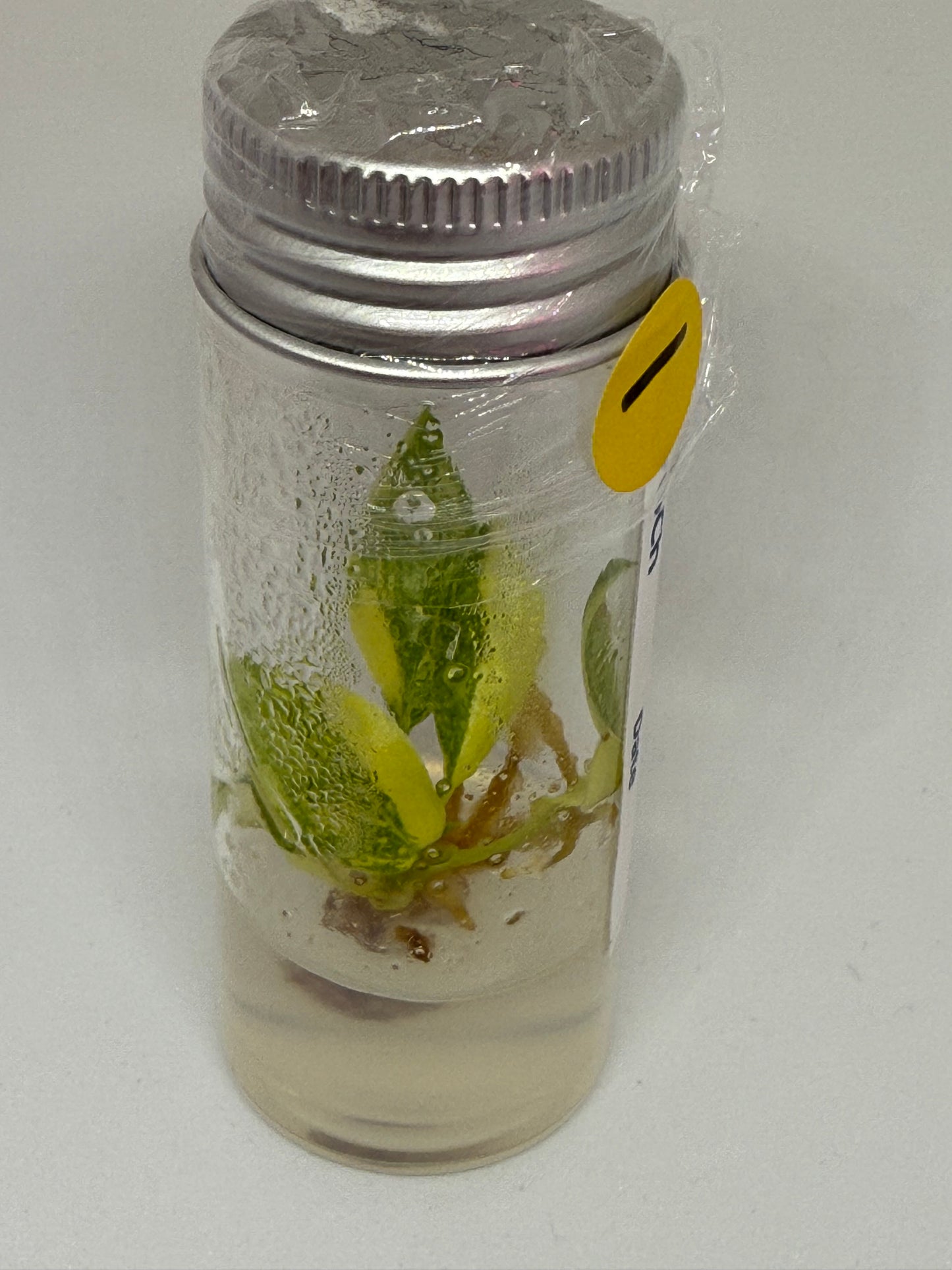 Philodendron green congo hybrid - 1 tissue culture plantlet