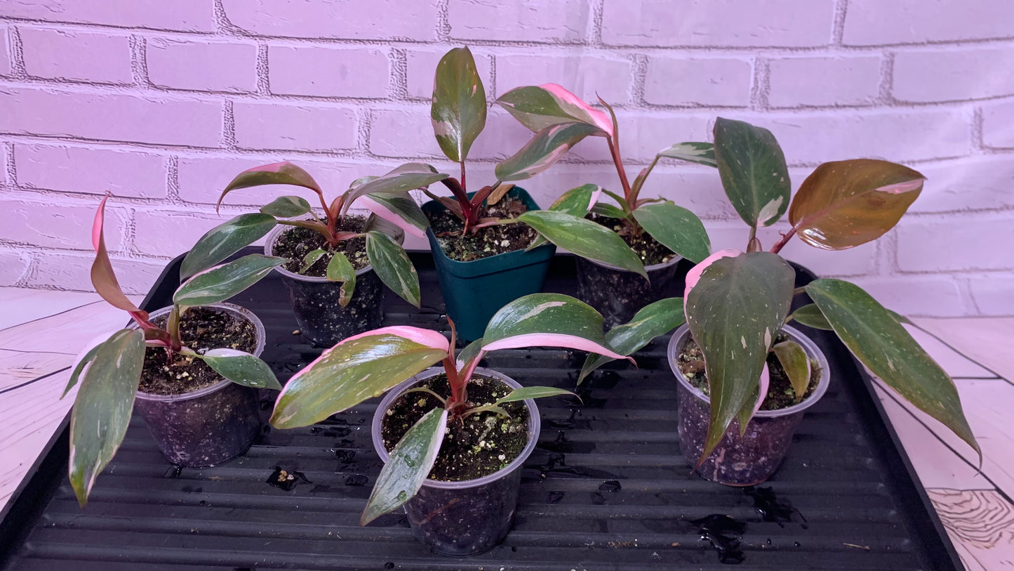 Philodendron pink princess (2in)