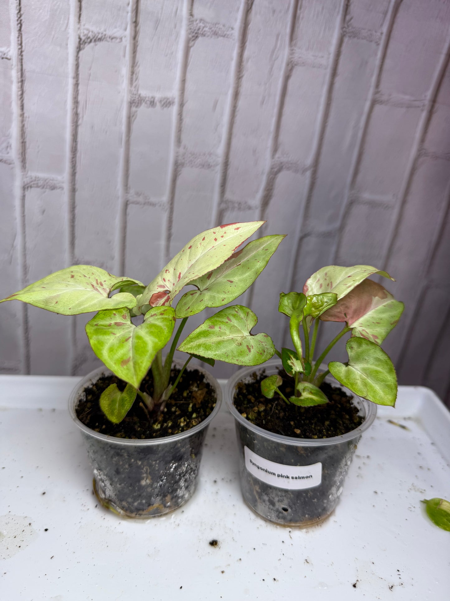 Syngonium pink salmon ( 2.8in) starter plant