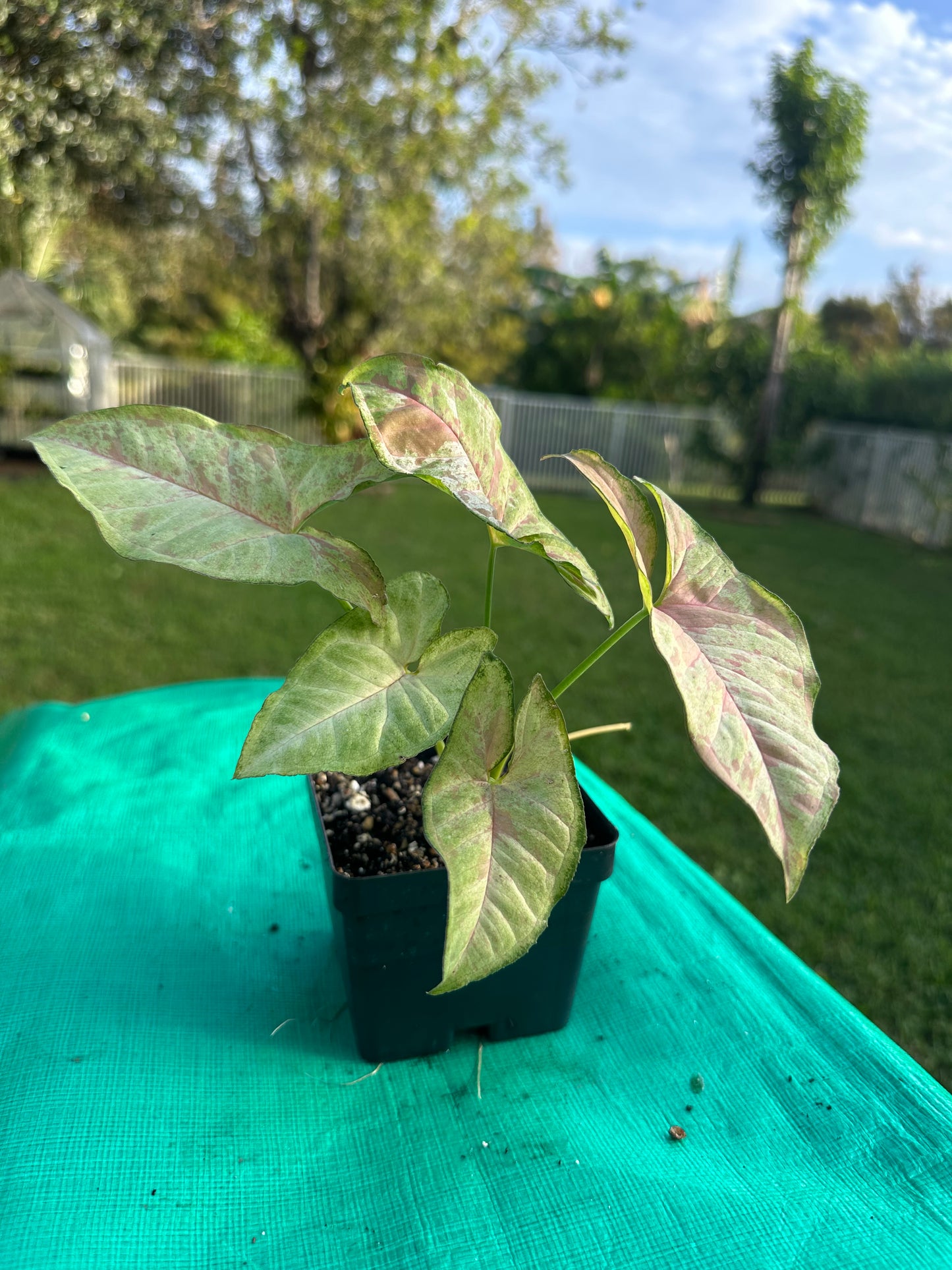 Syngonium milk confetti
