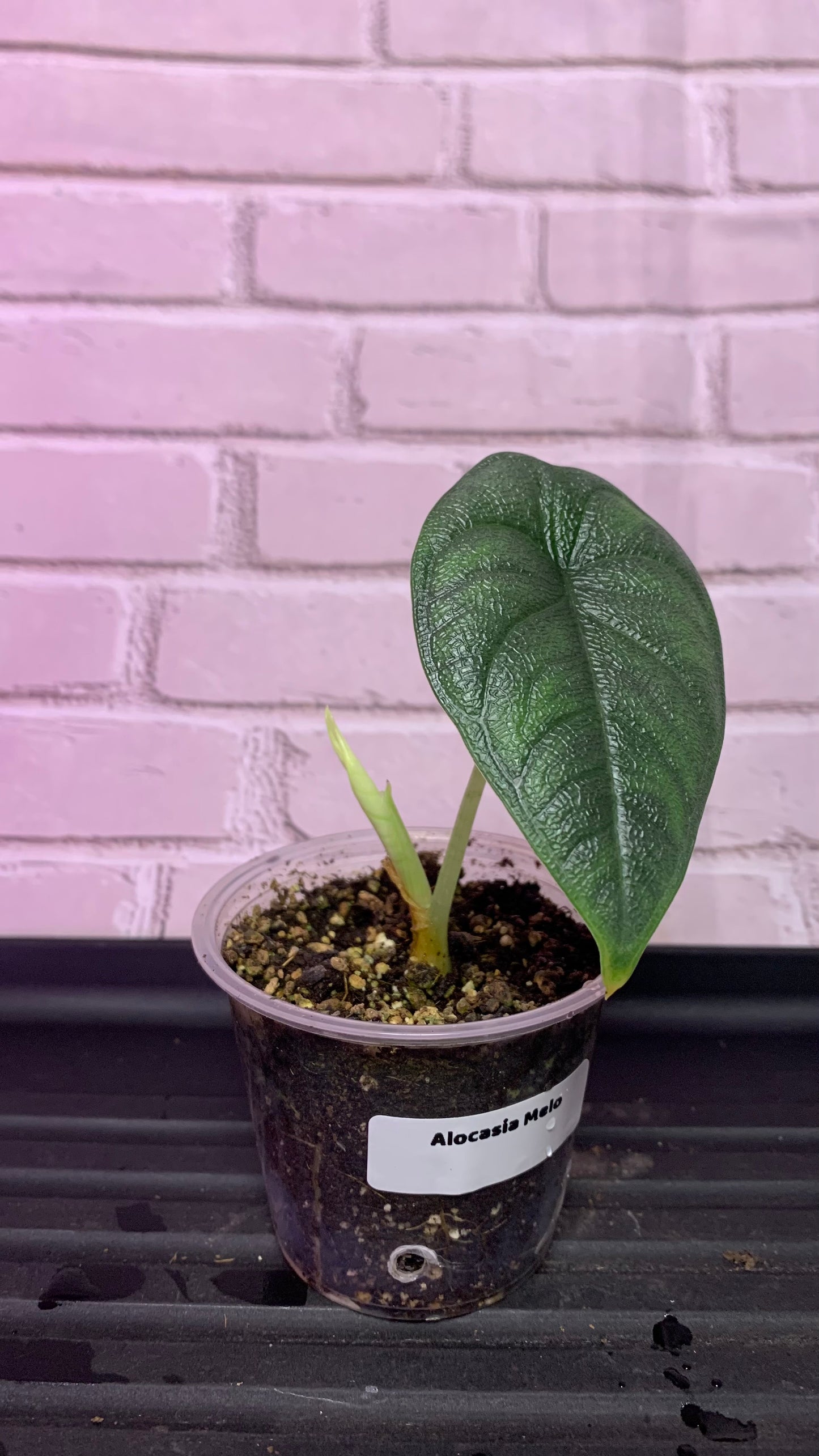 Alocasia melo (2in)