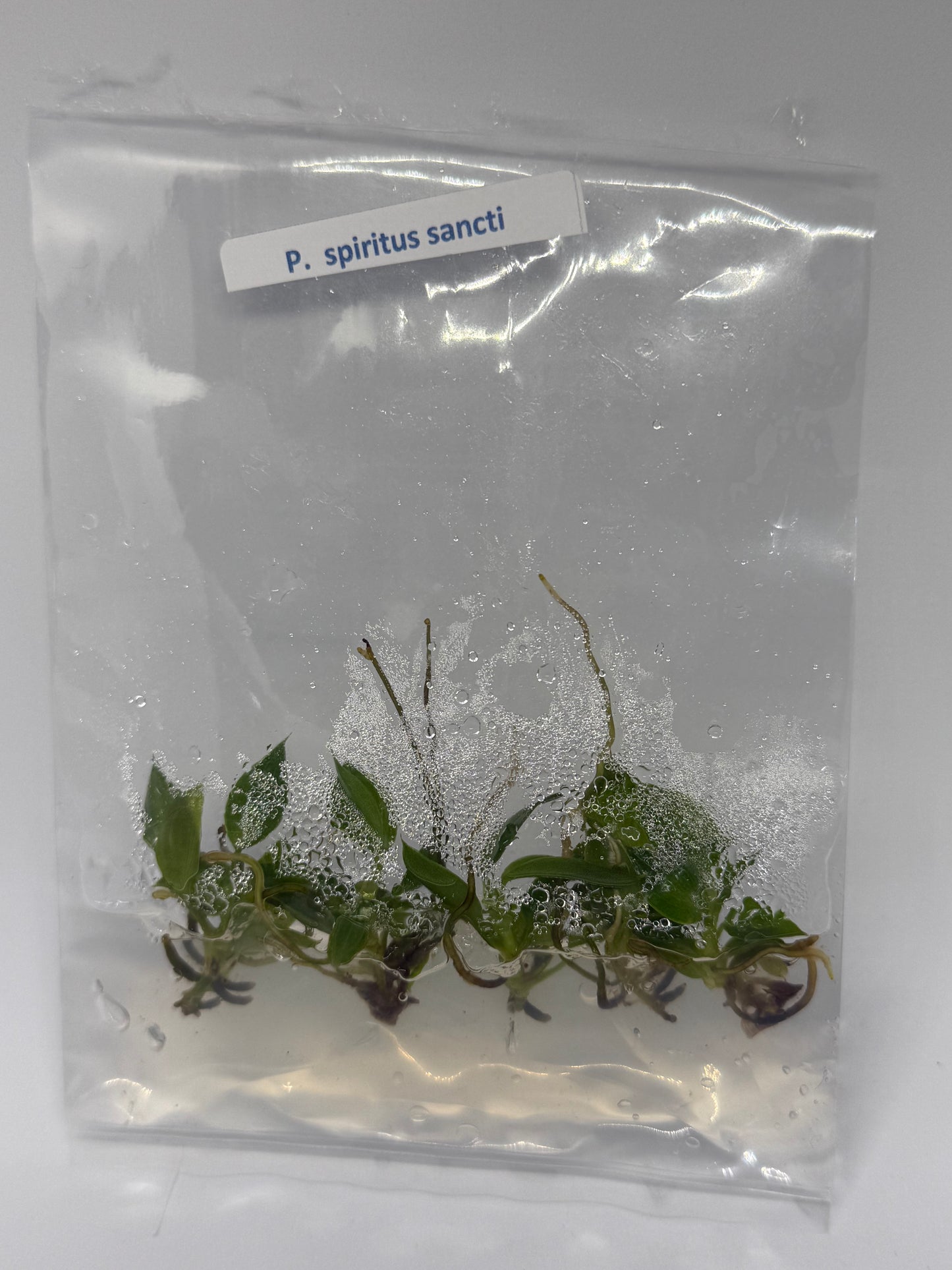 Philodendron spiritus sancti -1 tissue culture plantlet