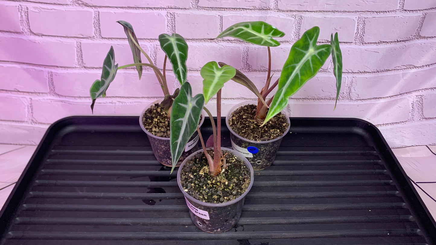 Alocasia bambino green