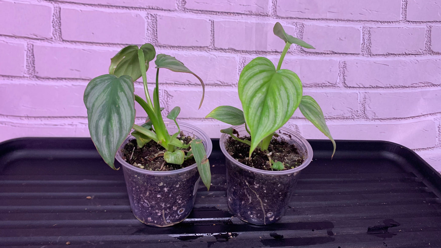 Philodendron mamei 'Silver Cloud (2in)