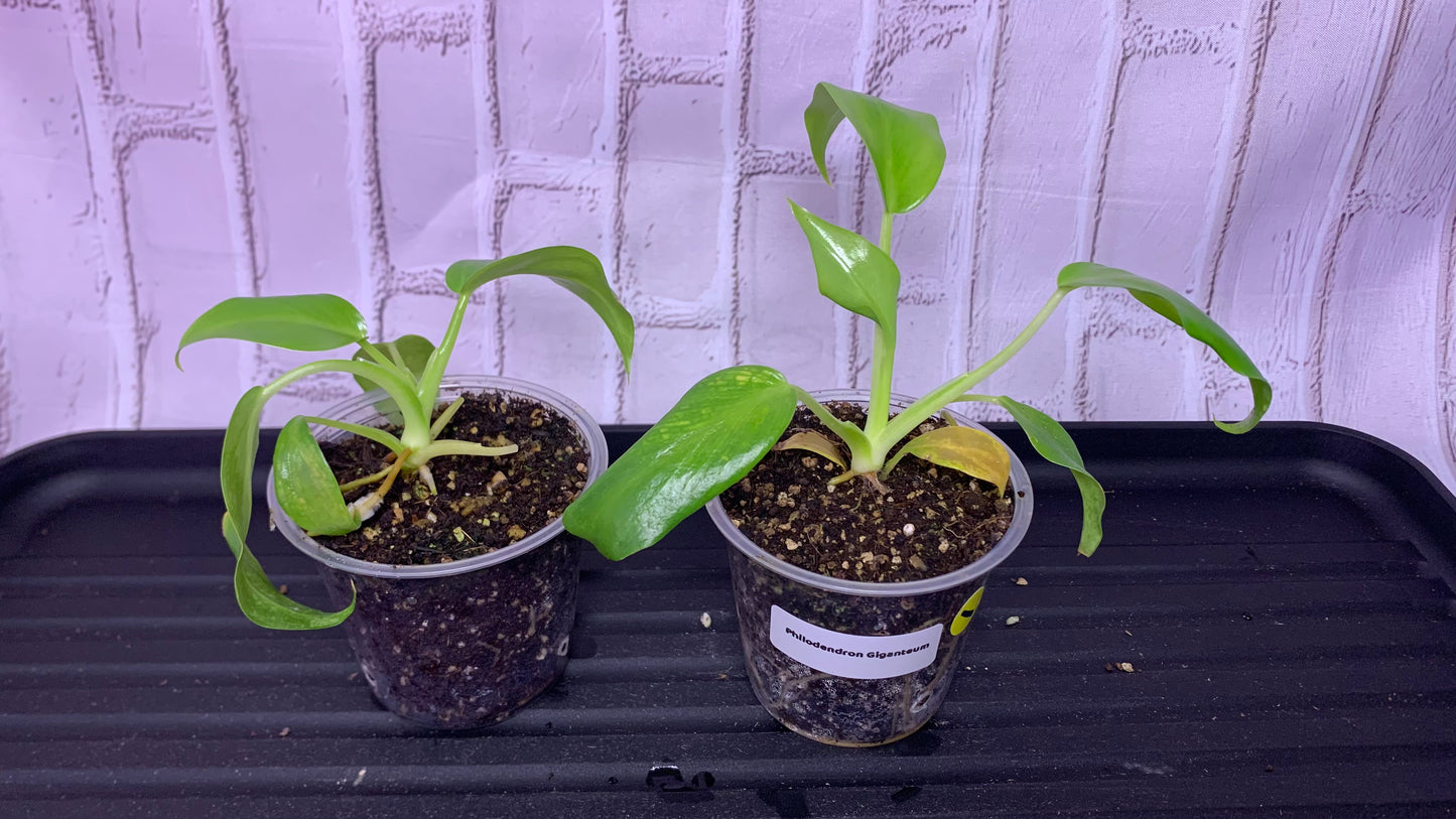 Philodendron giganteum (green) (2in)