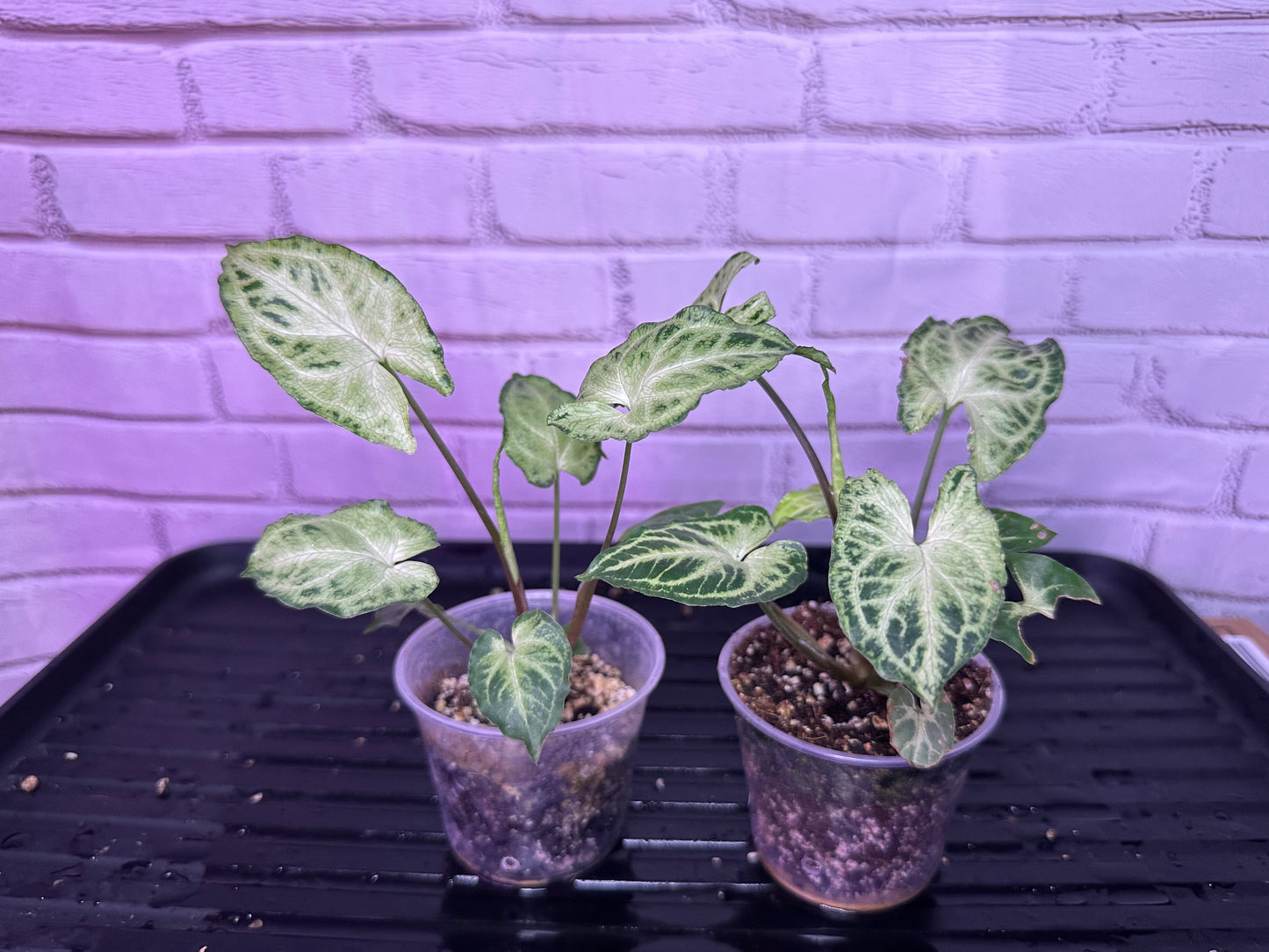 Syngonium Batik (2”)