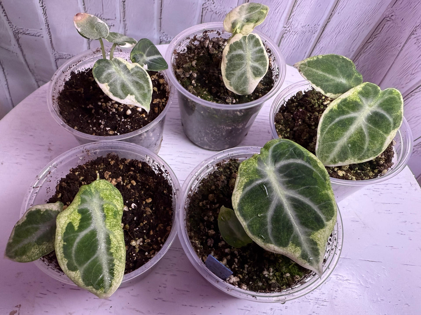 Alocasia ninja albo (2in)