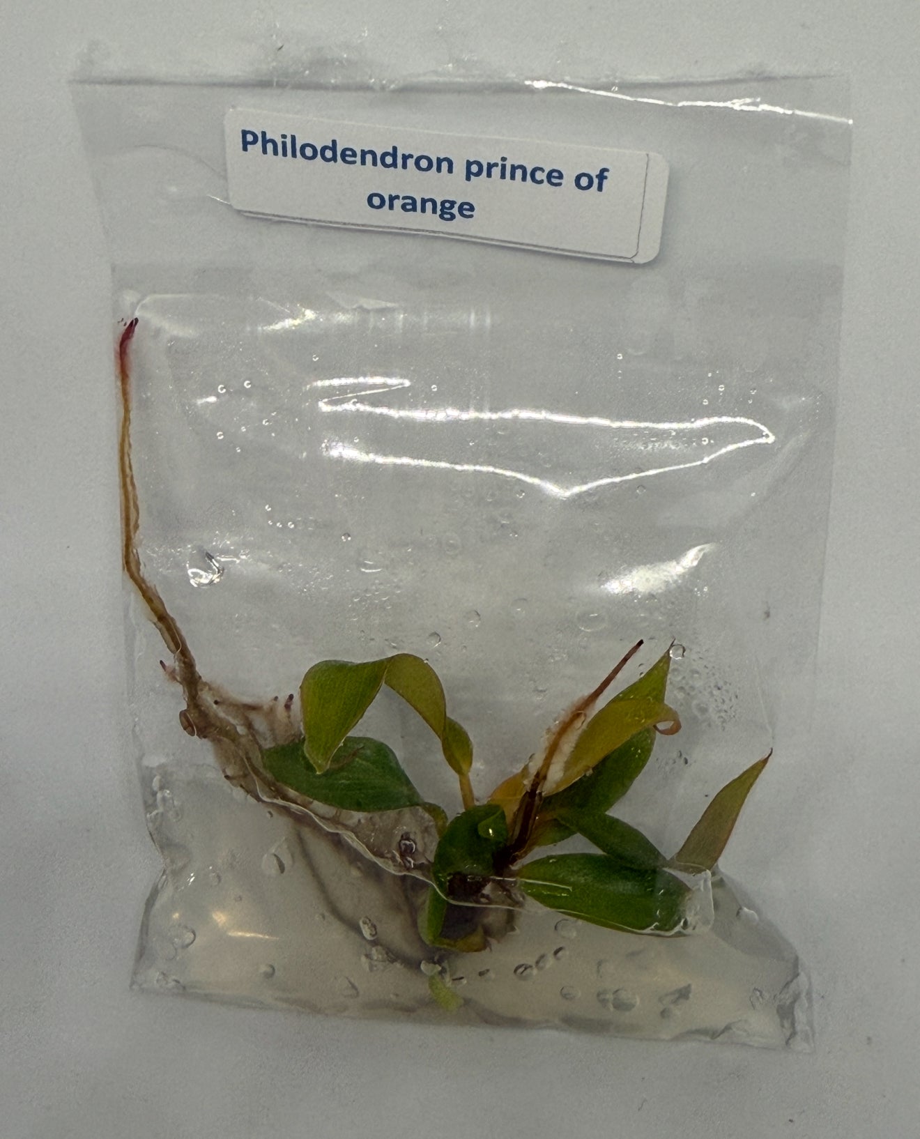 Philodendron prince of orange - tissue culture plantlets