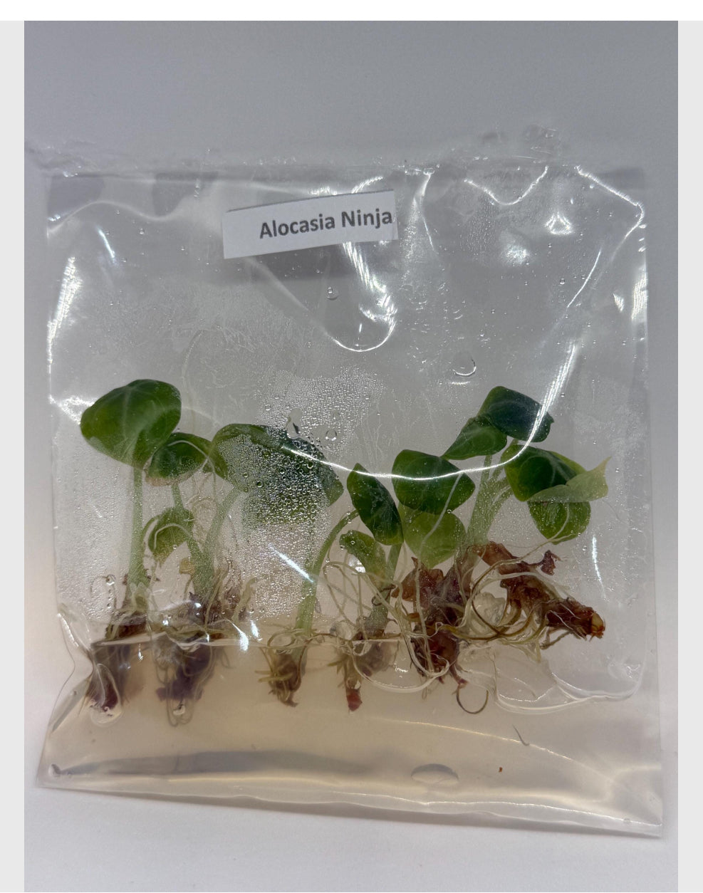 Alocasia ninja ( reverted) - 1 tissue culture plantlet