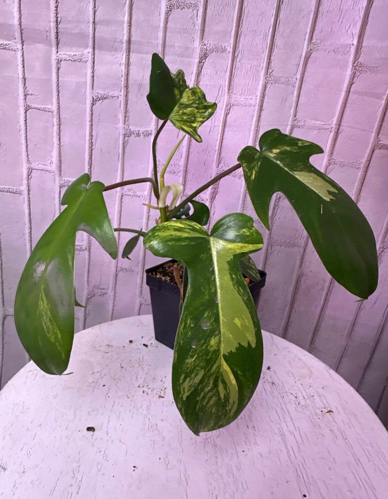 Philodendron Florida beauty