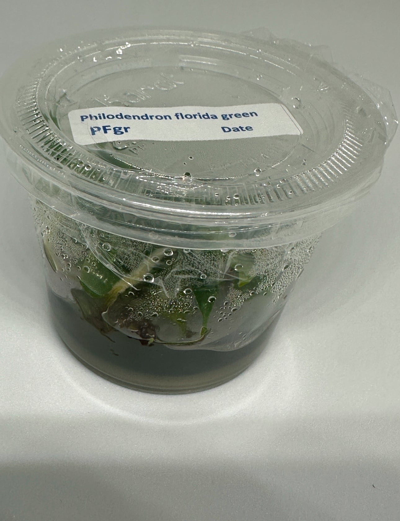 Philodendron Florida green - tissue culture plantlets
