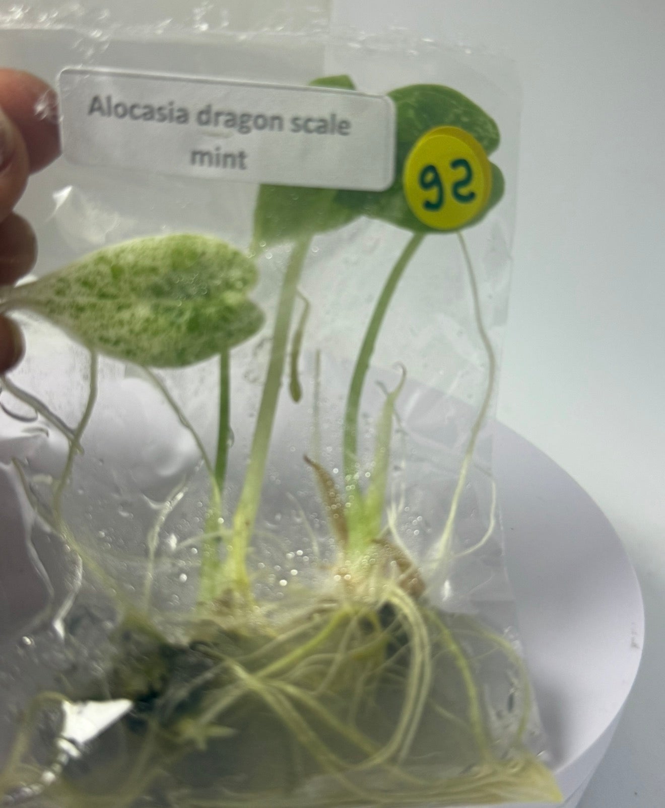 Alocasia dragon scale mint - tissue culture plantlets