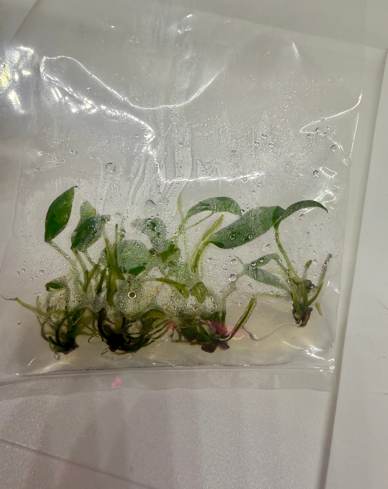 Anthurium warocqueanum - tissue culture plantlet
