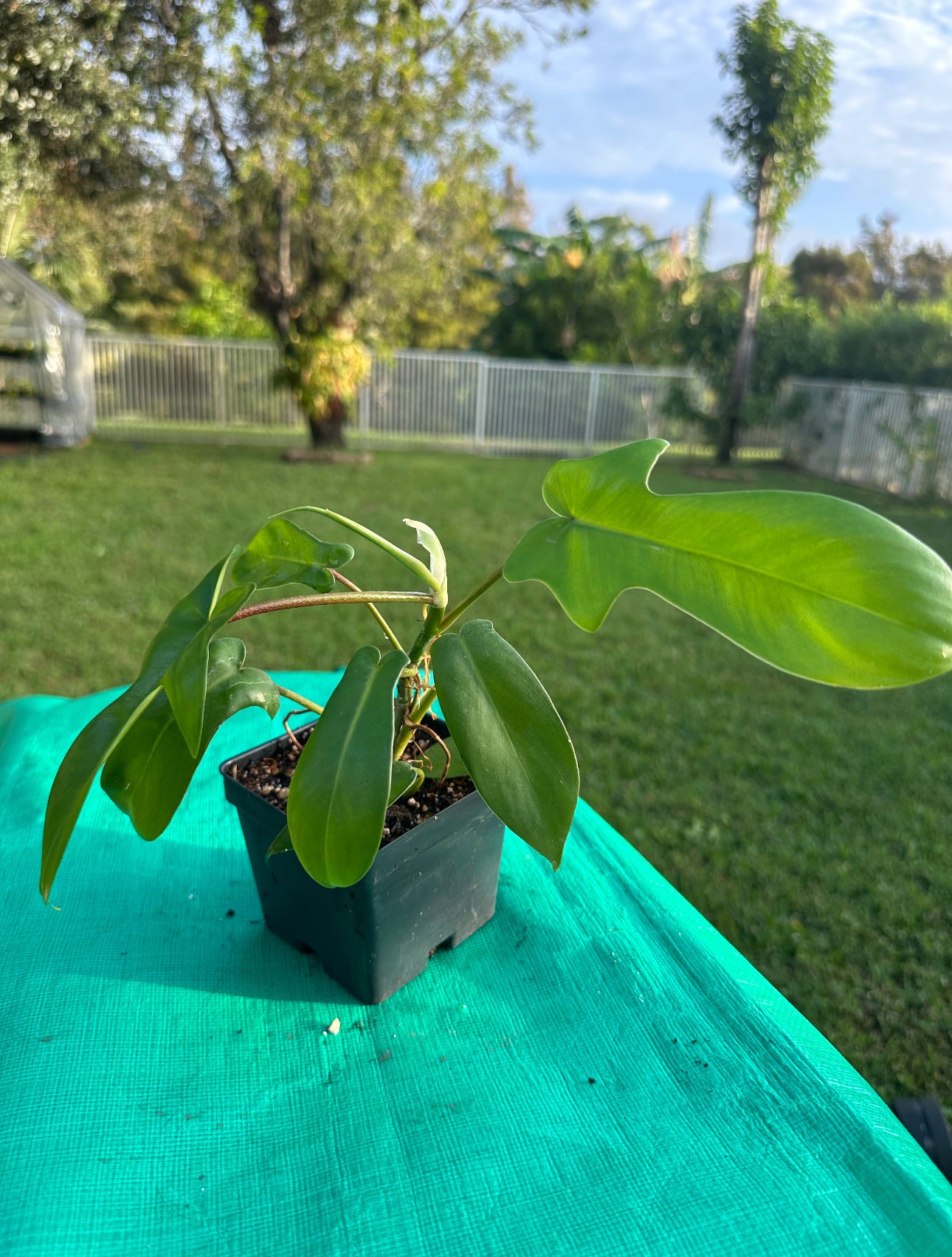 Philodendron Florida green