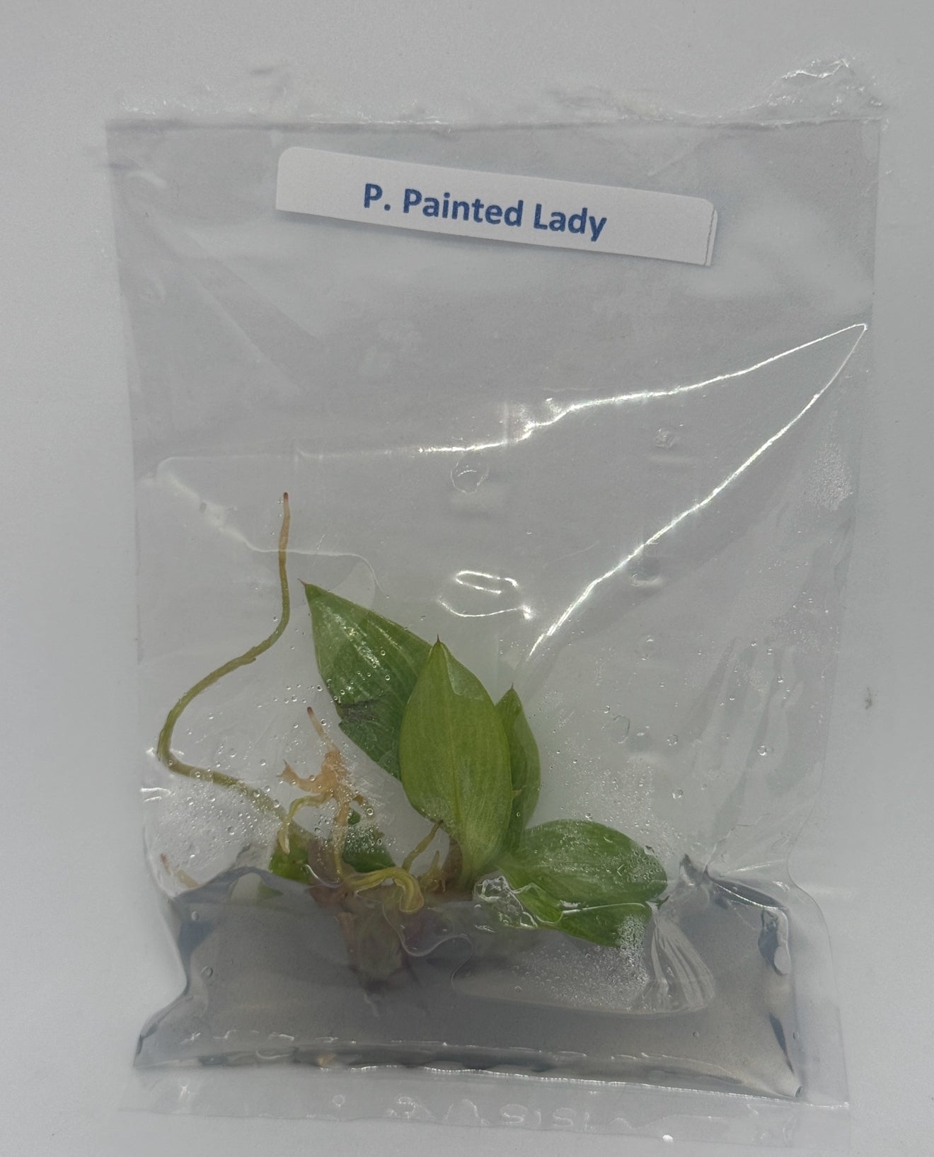 Philodendron painted lady - tissue culture plantlets