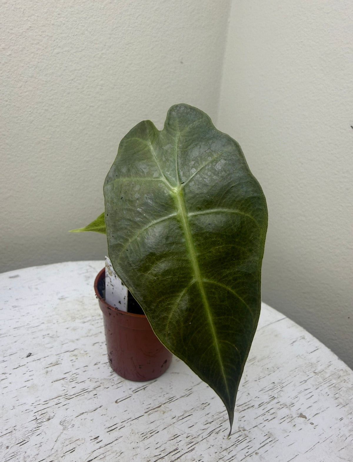 Alocasia amazonica (2in)
