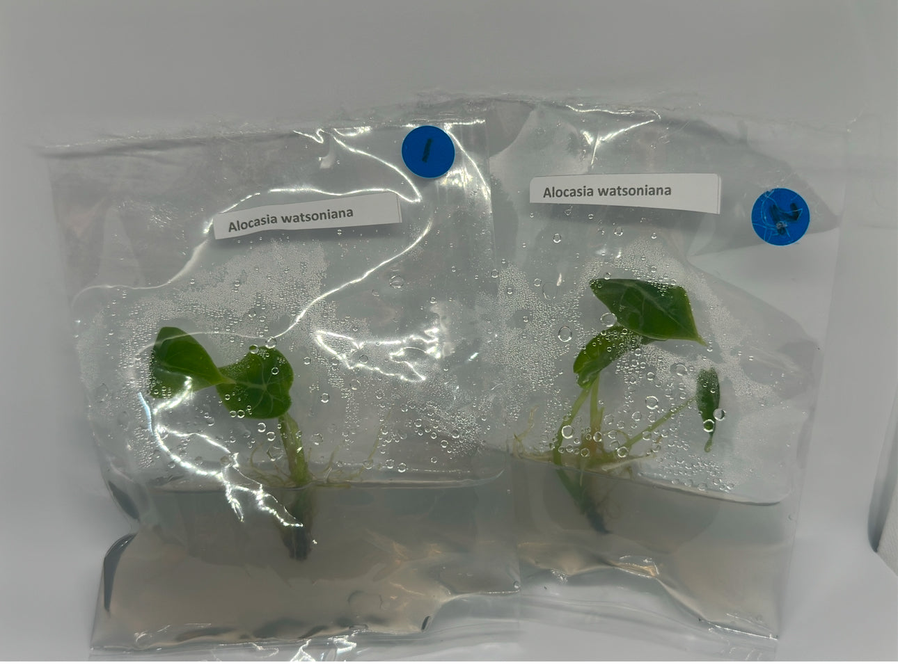 Alocasia watsoniana - 1 tissue culture plantlet