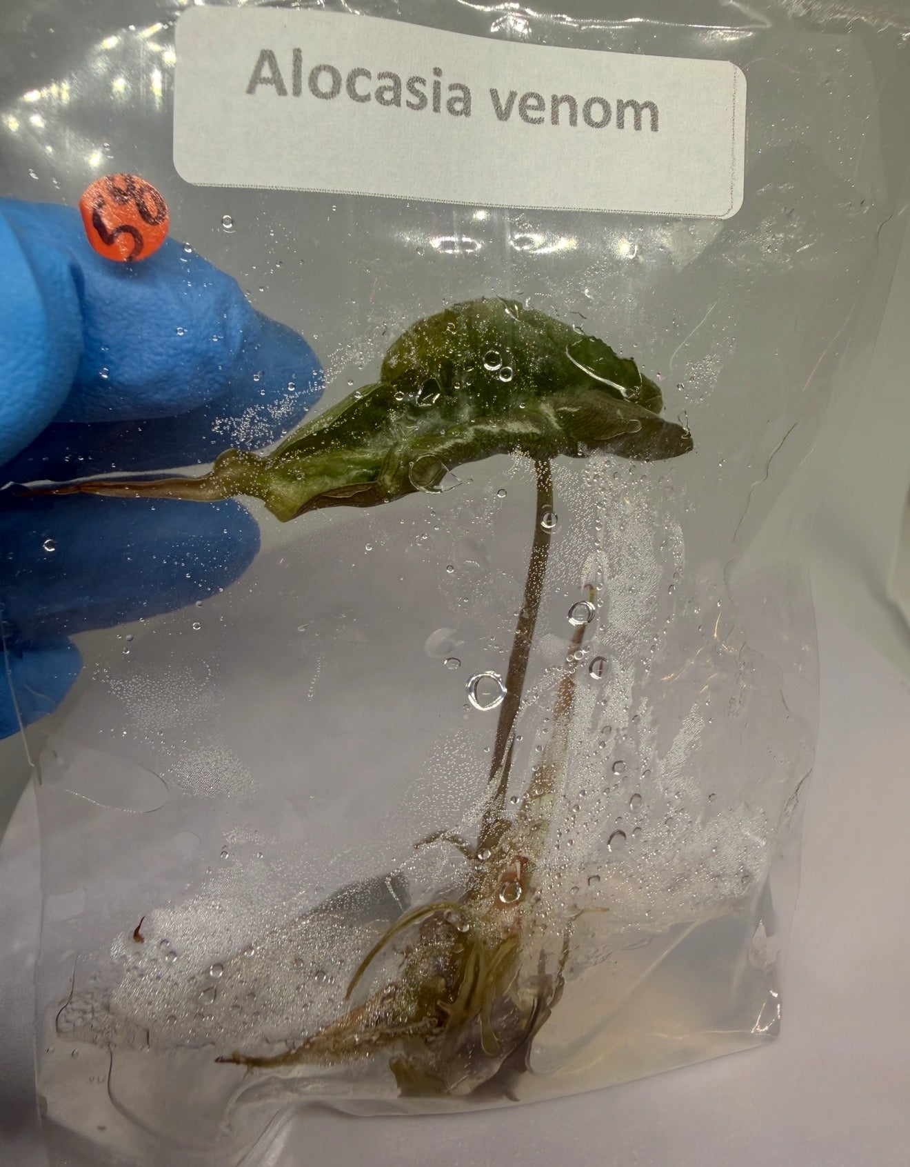 Alocasia venom