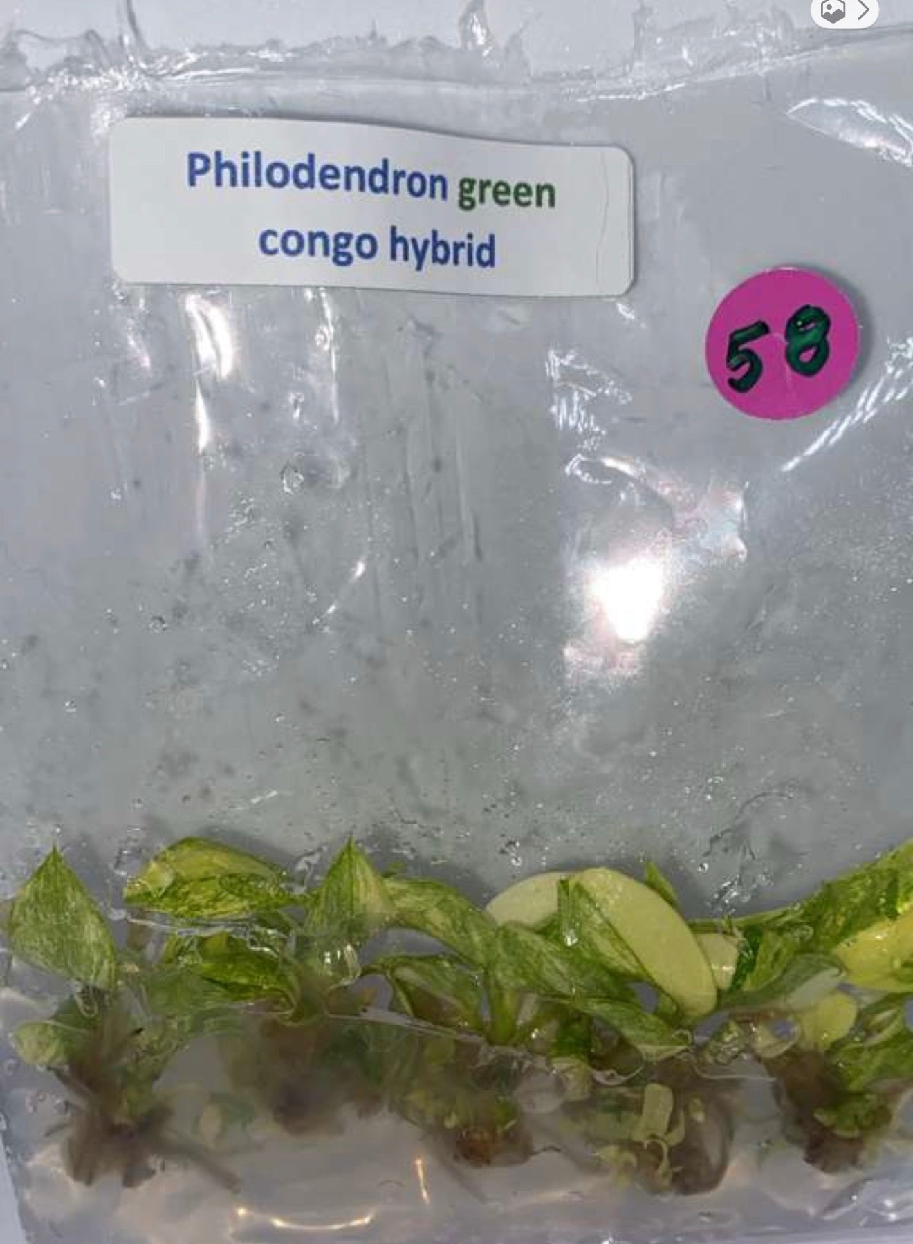Philodendron green congo hybrid - 1 tissue culture plantlet