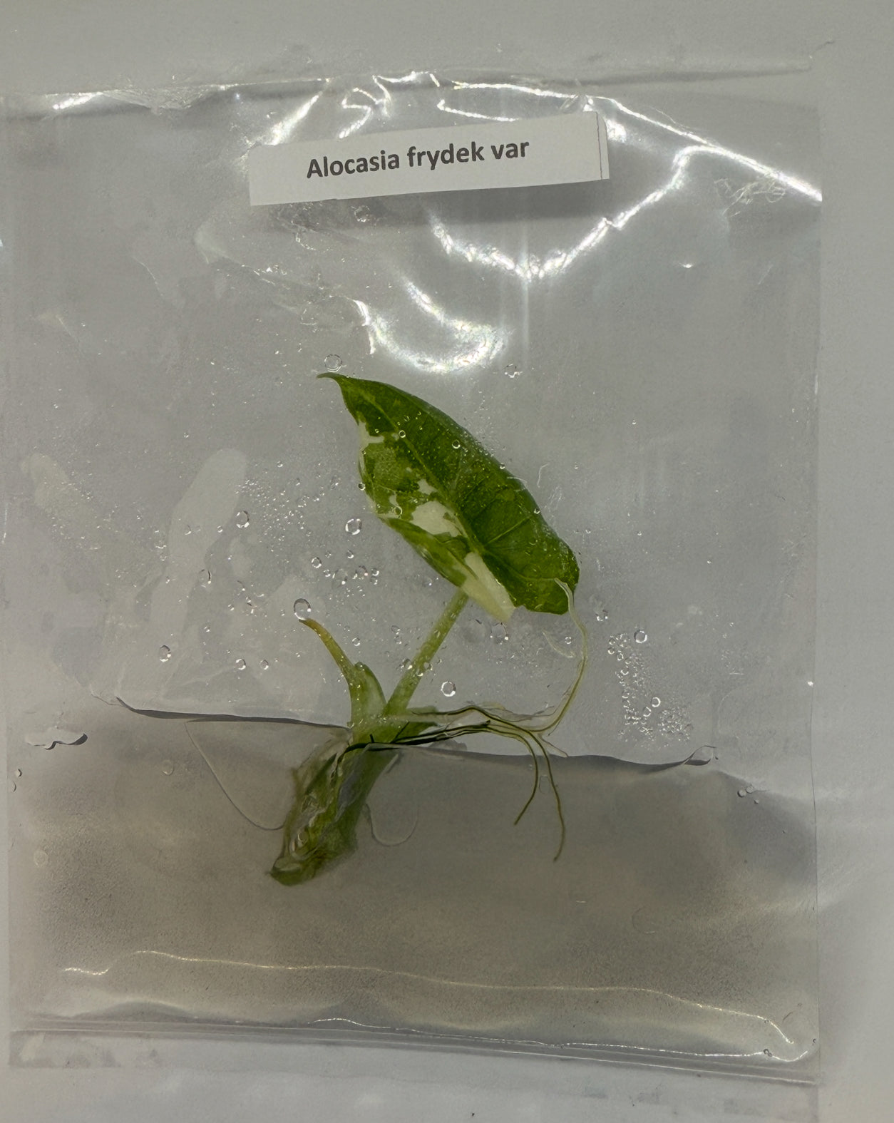 Alocasia frydek variegated - 1 tissue culture plantlet
