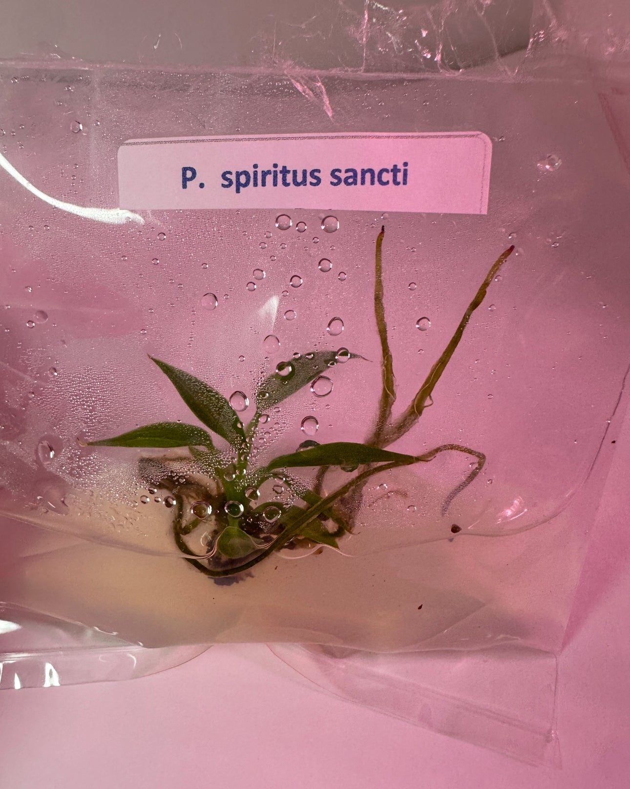 Philodendron spiritus sancti -1 tissue culture plantlet