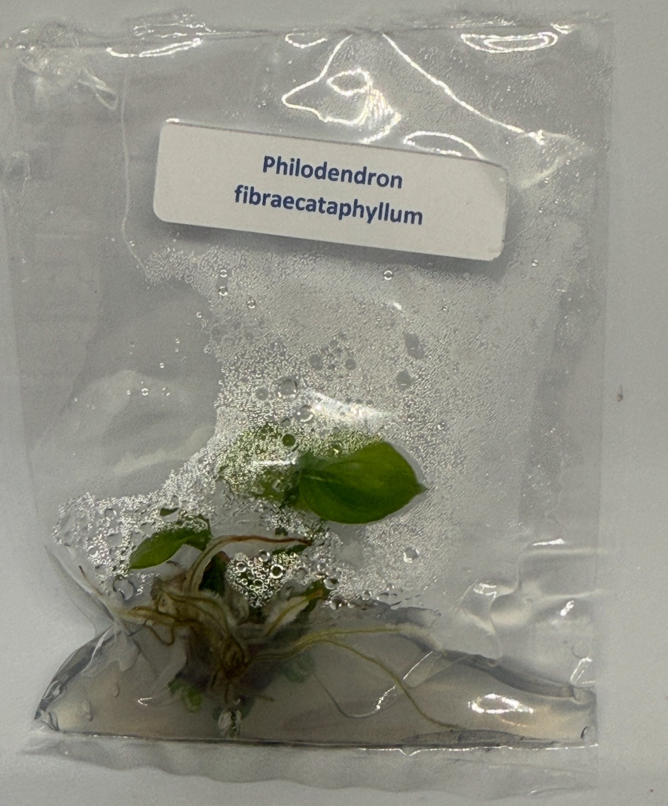 Philodendron fibraecataphyllum - tissue culure plantlets