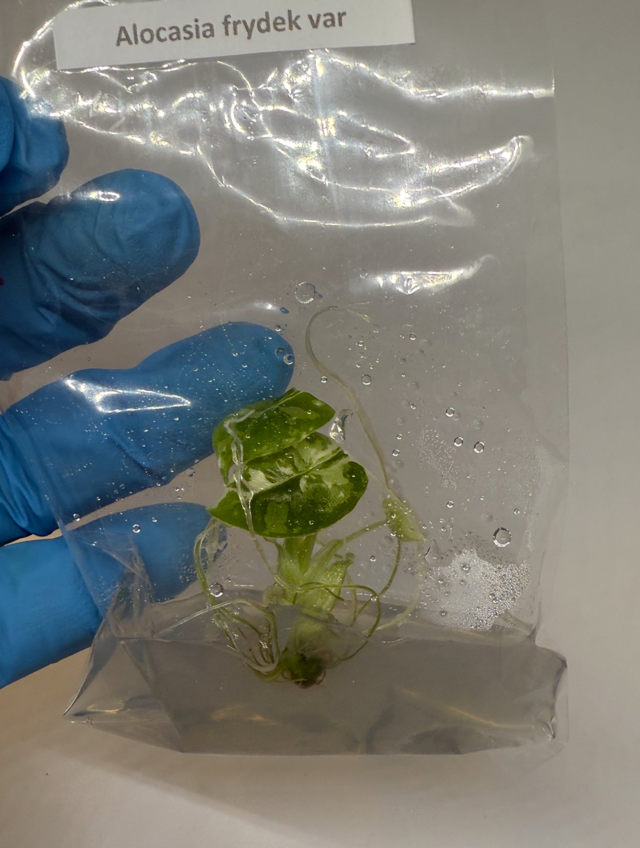 Alocasia frydek variegated - 1 tissue culture plantlet
