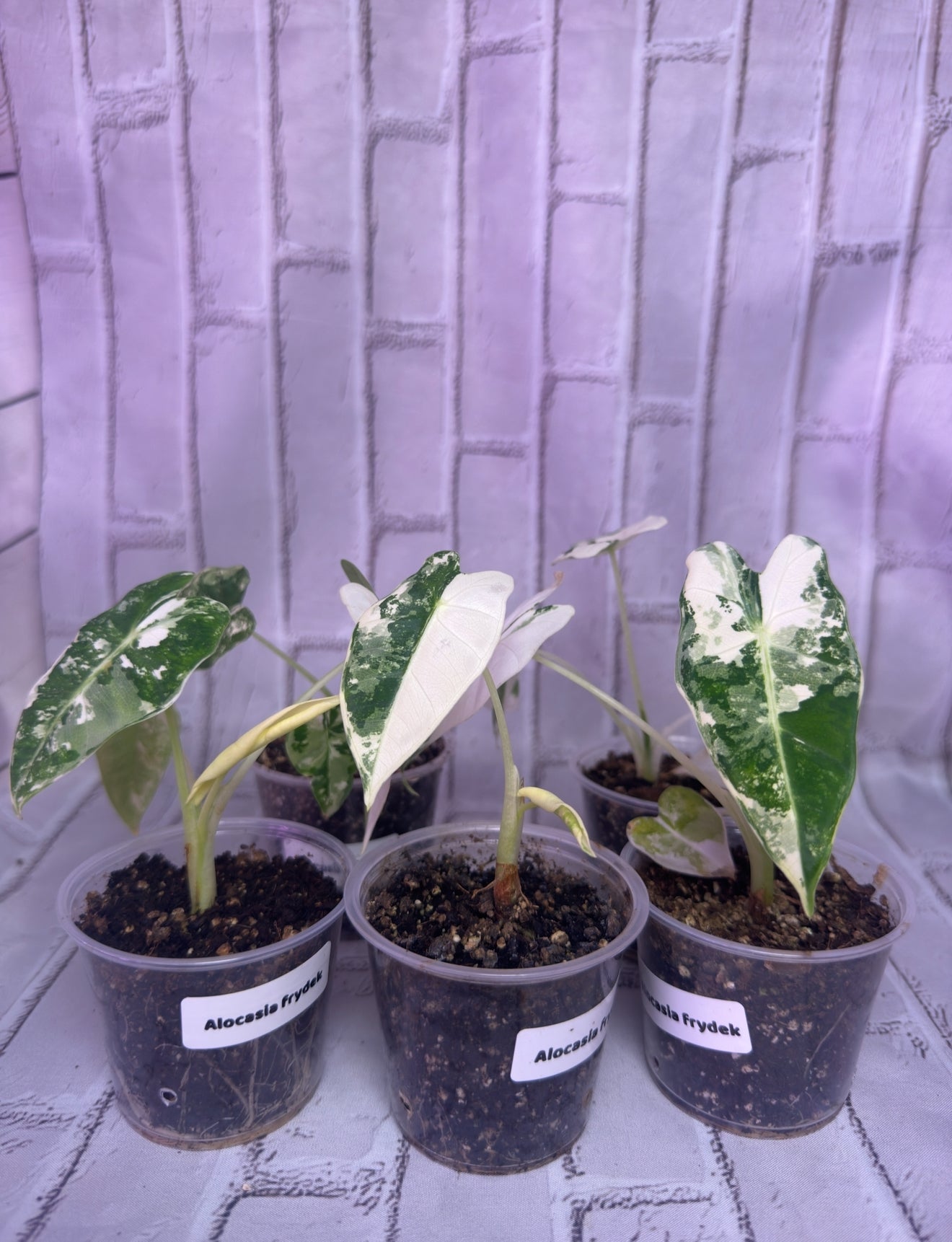 Alocasia frydek variegated (2in)