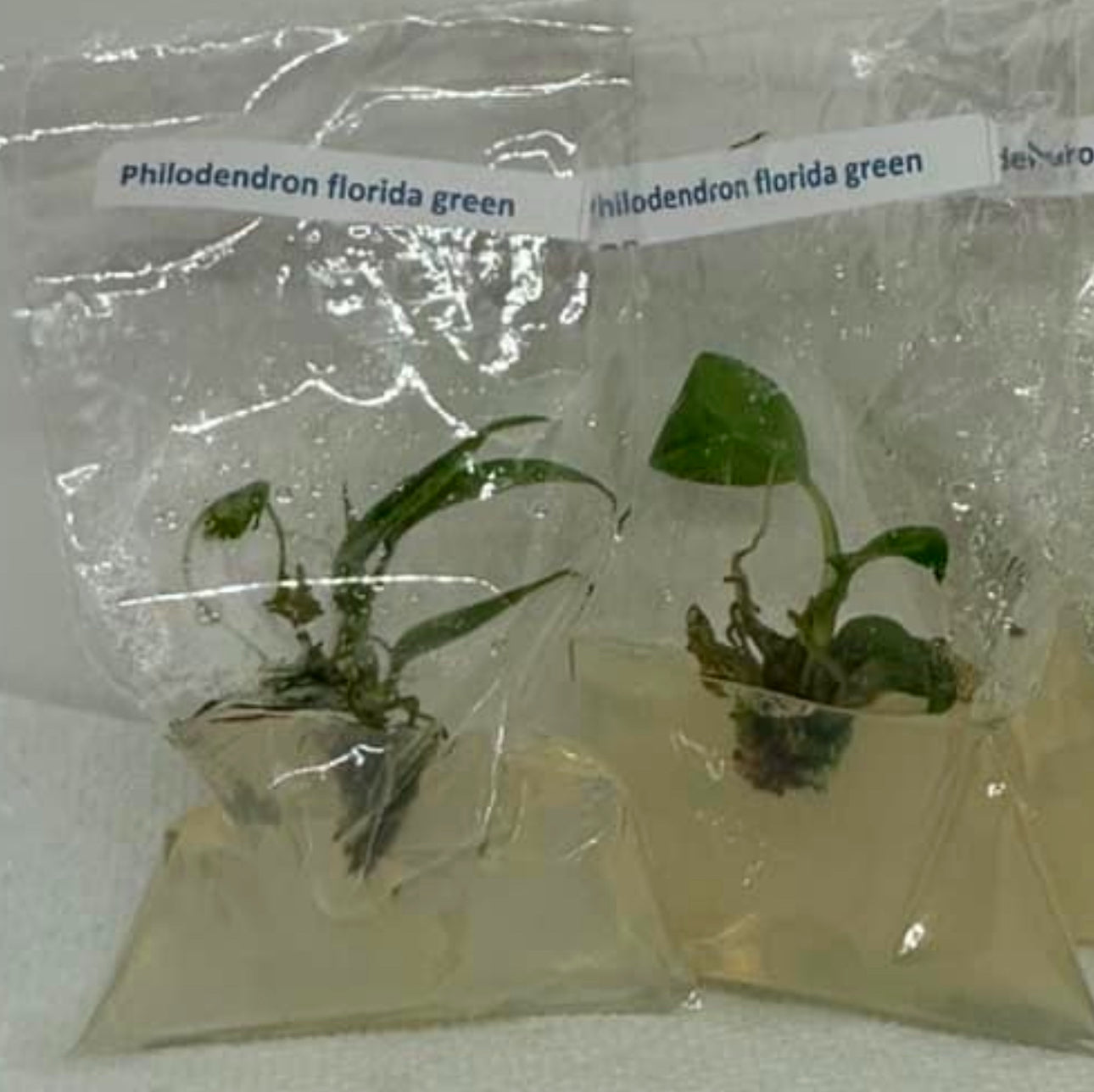Philodendron Florida green - tissue culture plantlets
