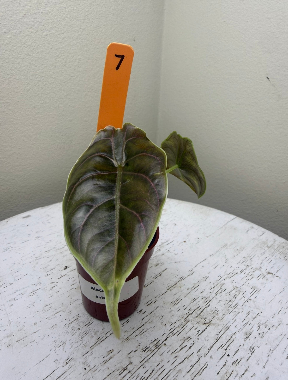 Alocasia azlanii (2in)