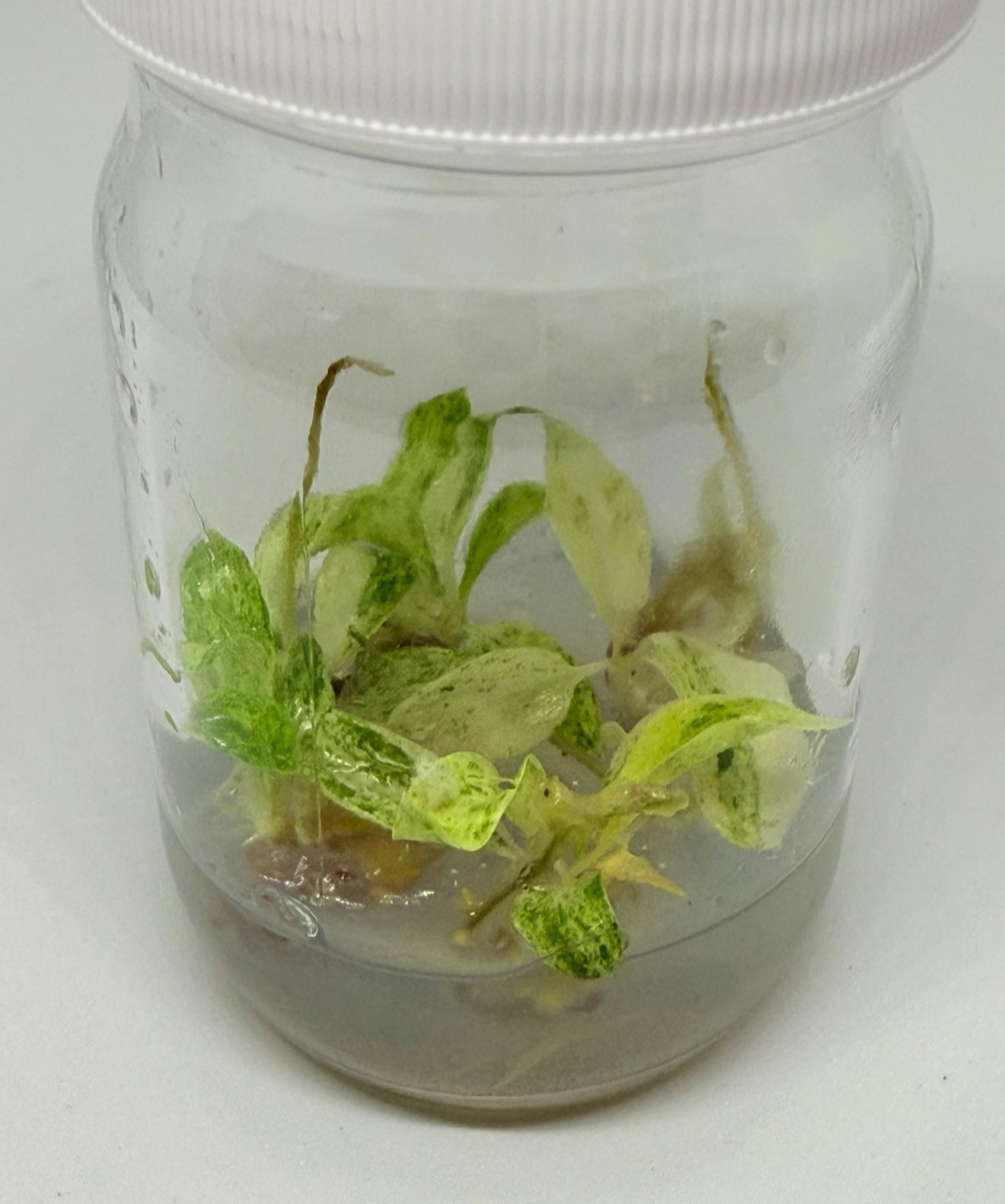 Philodendron giganteum variegated - tissue culture plantlet