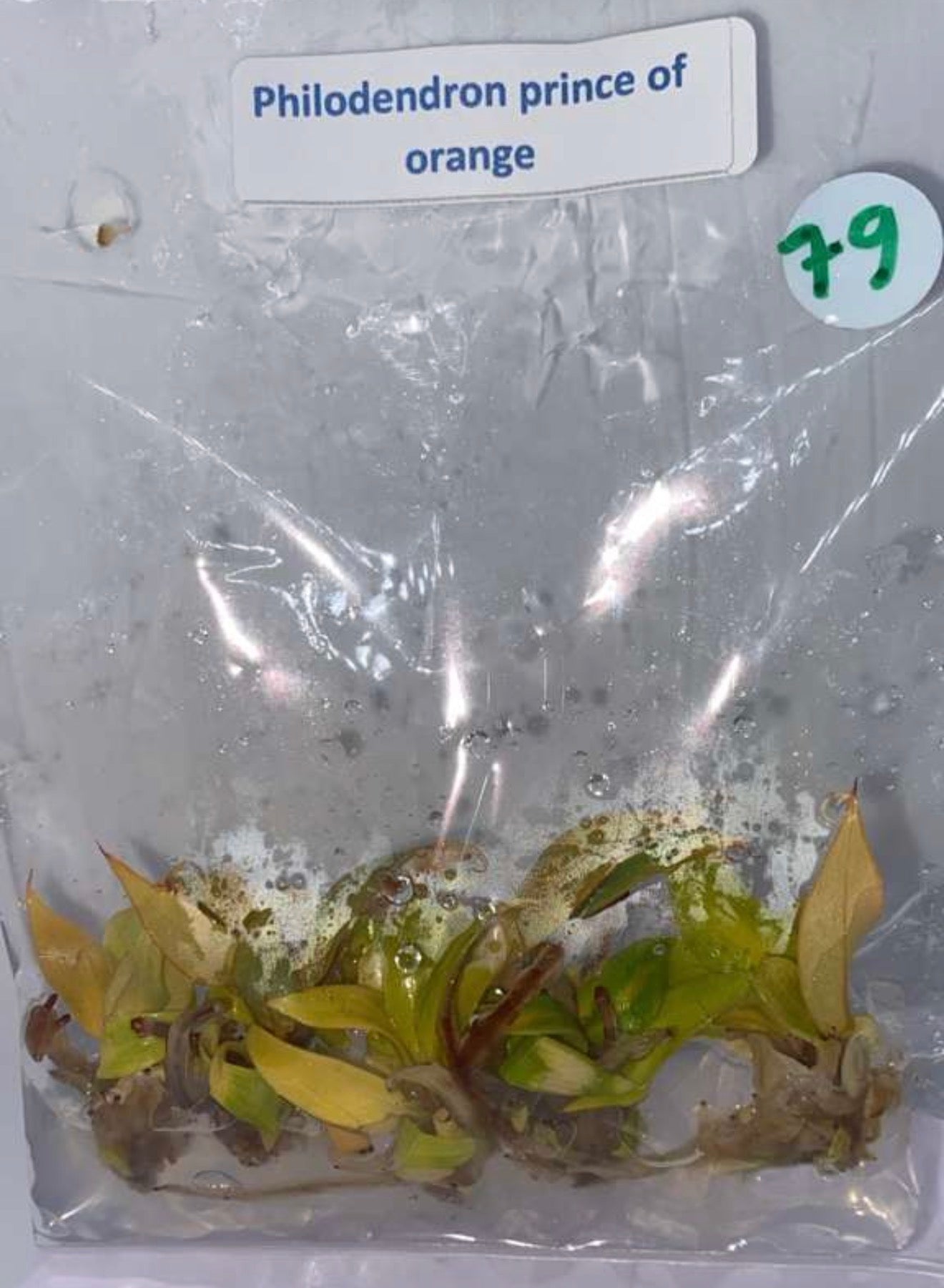 Philodendron prince of orange - tissue culture plantlets