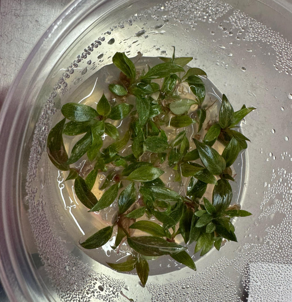 Philodendron gloriosum - tissue culture plantlets