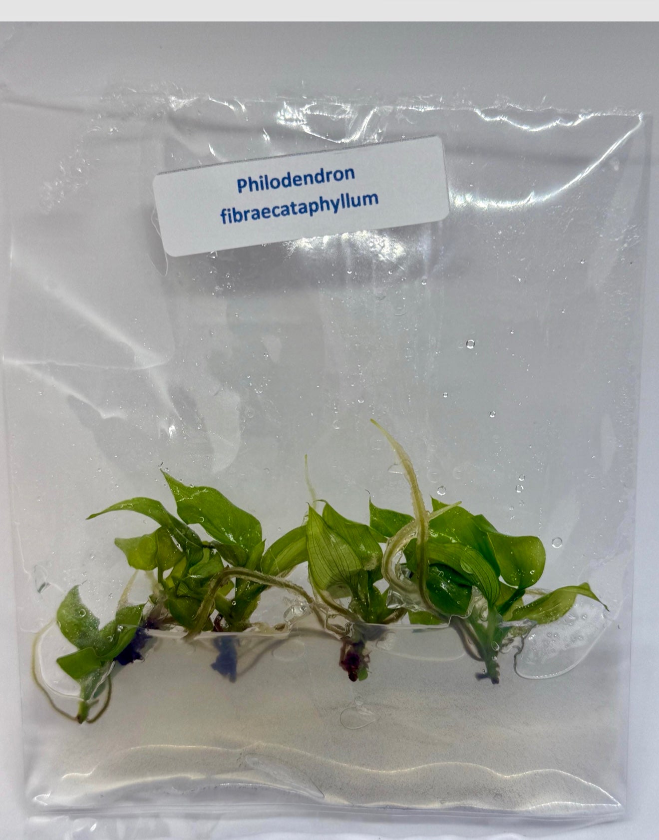 Philodendron fibraecataphyllum - tissue culure plantlets
