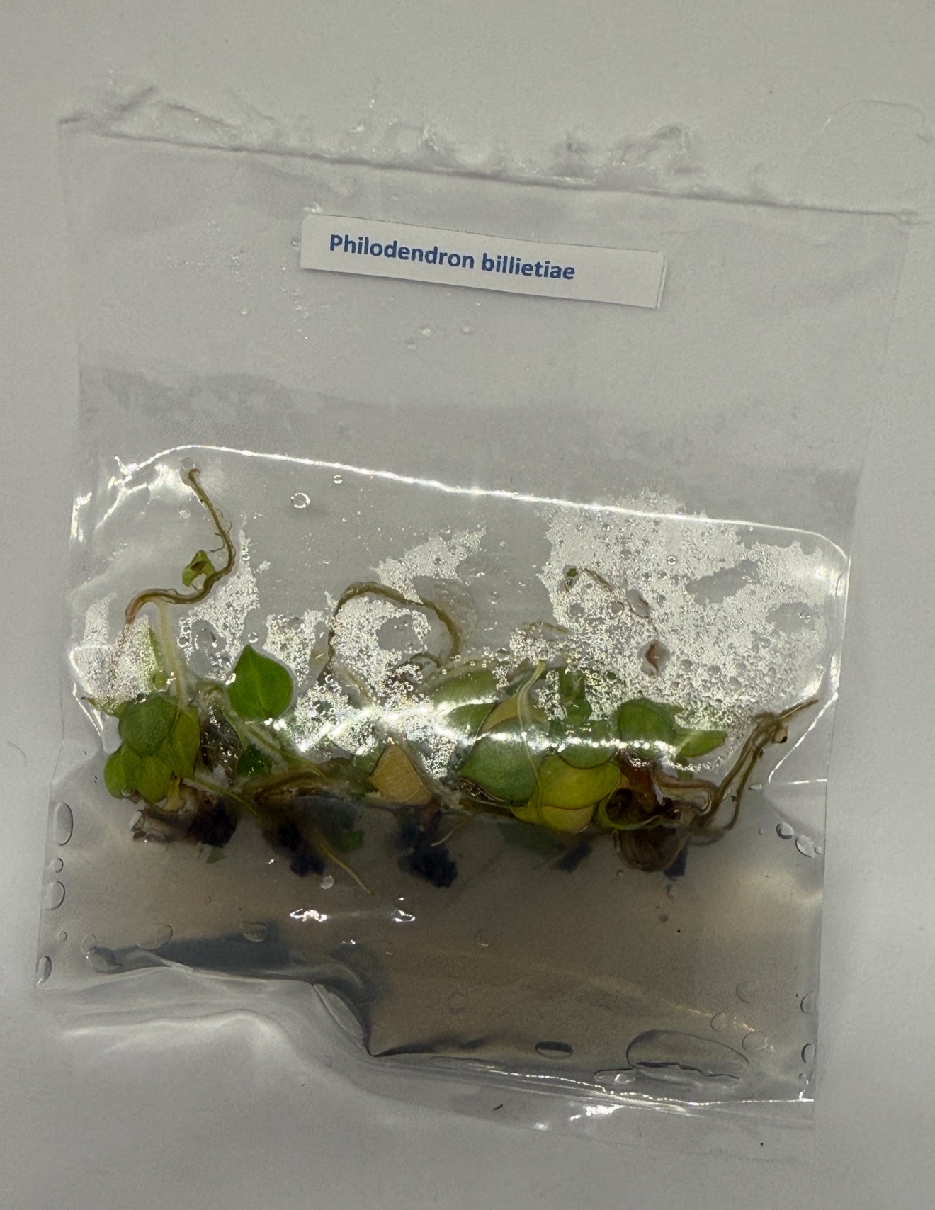 Philodendron billietiae - tissue culture plantlets