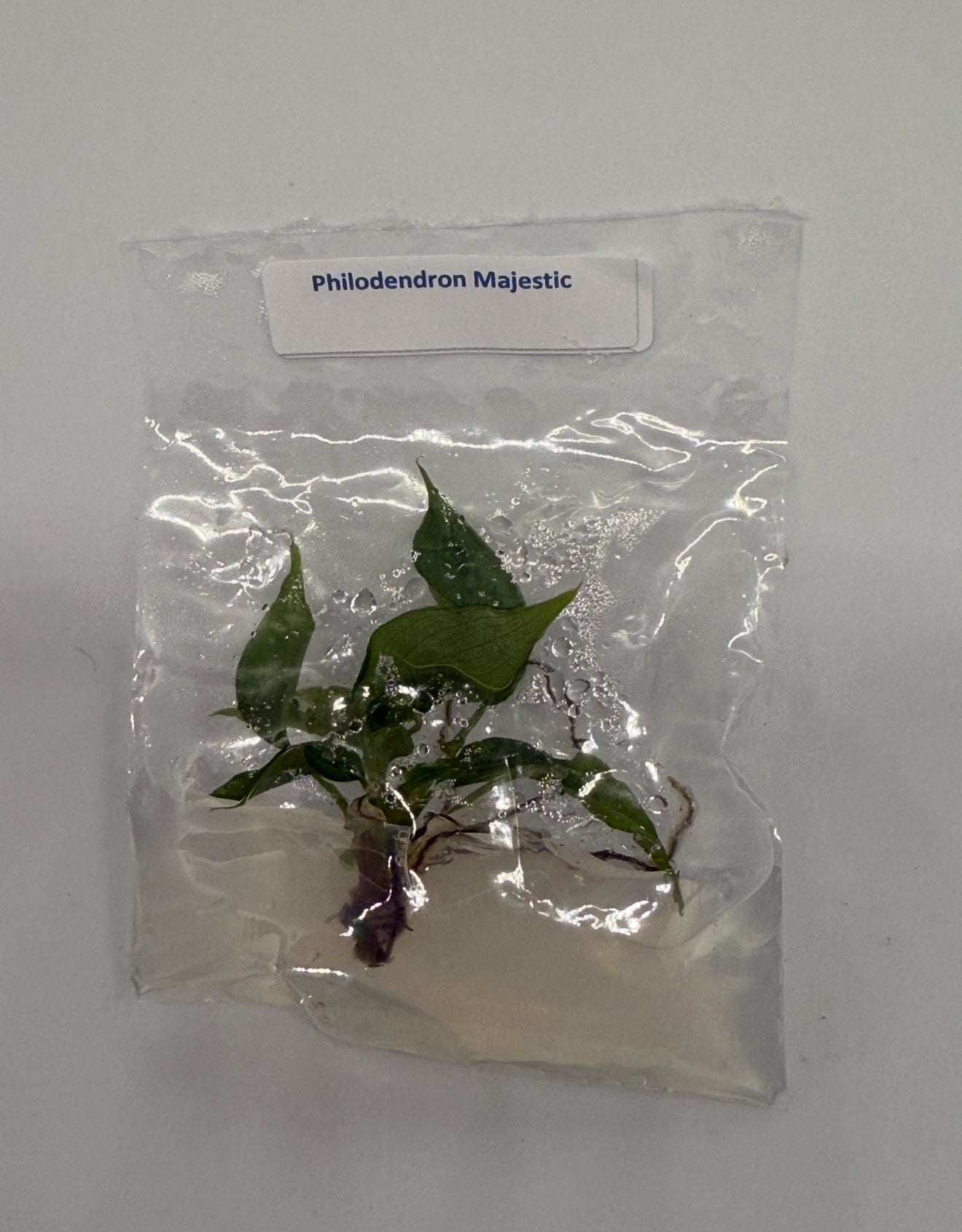Philodendron majestic - 1 tissue culture plantlet