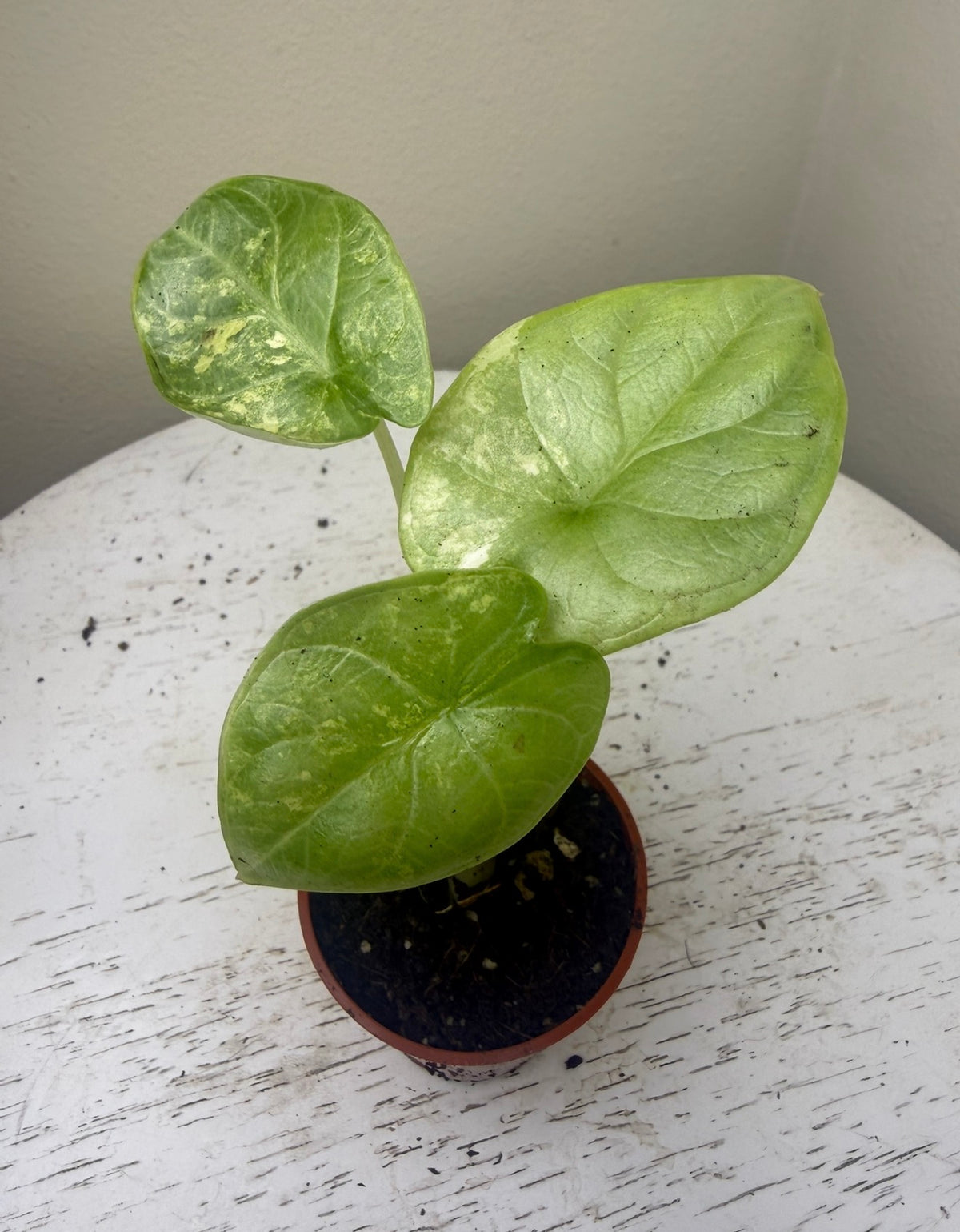 Alocasia silver dragon aurea (2in)