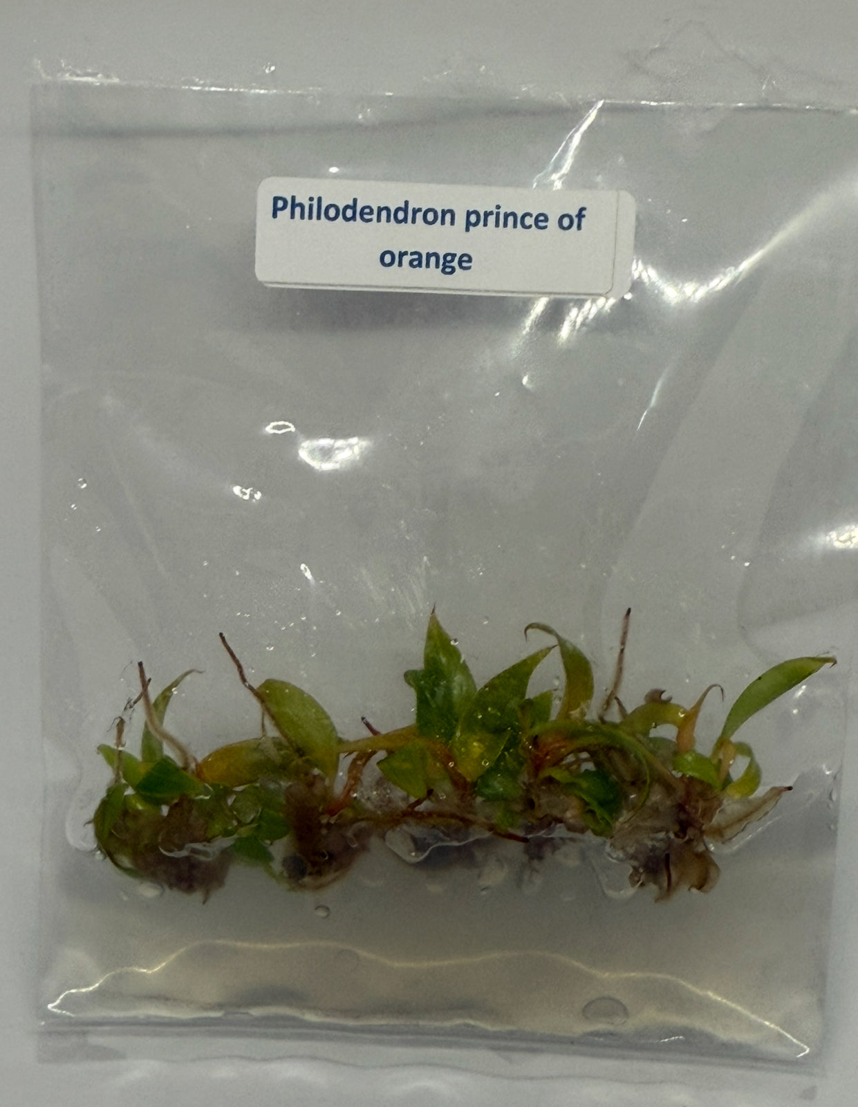 Philodendron prince of orange - tissue culture plantlets