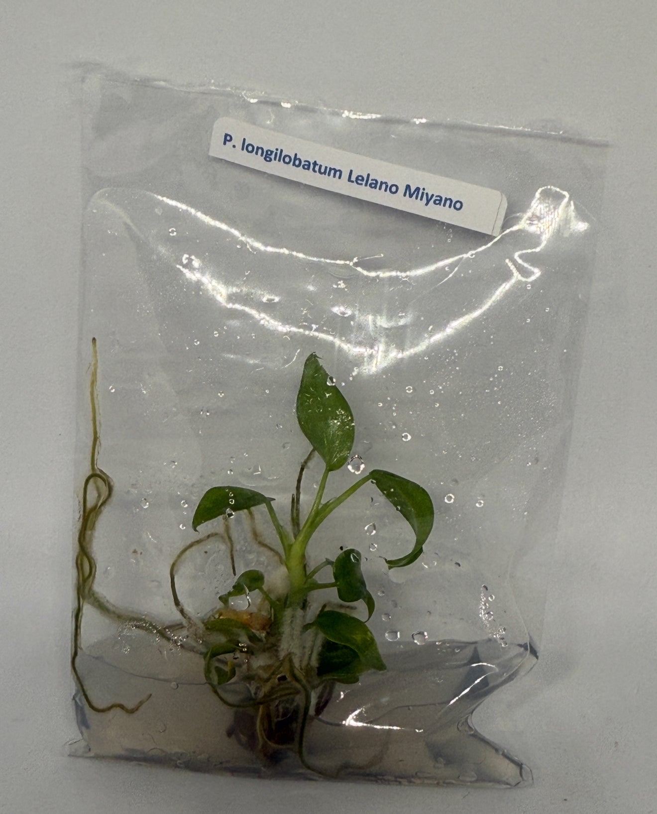 Philodendron longilobatum 'Lelano Miyano' - 1 tissue culture plantlet