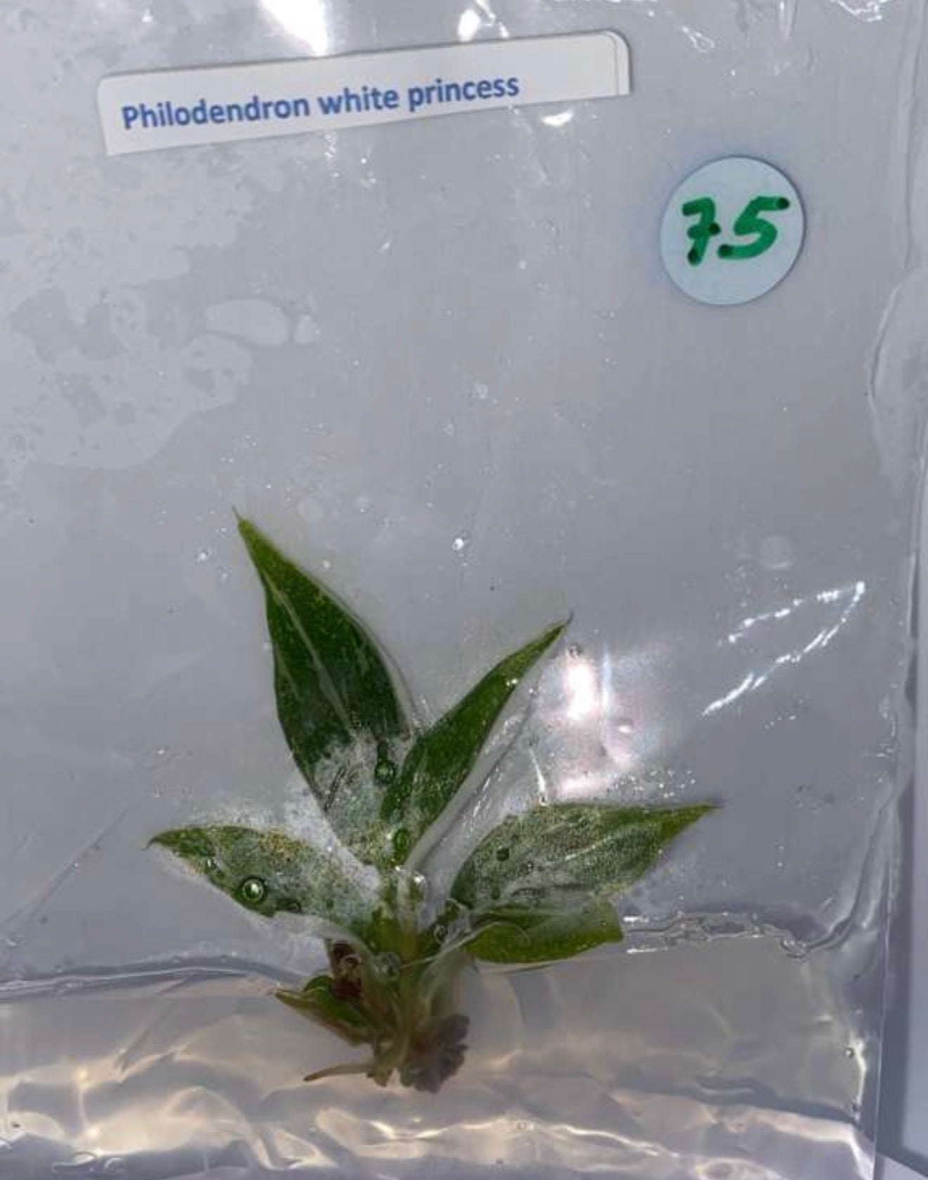 Philodendron white princess- tissue culture plantlets