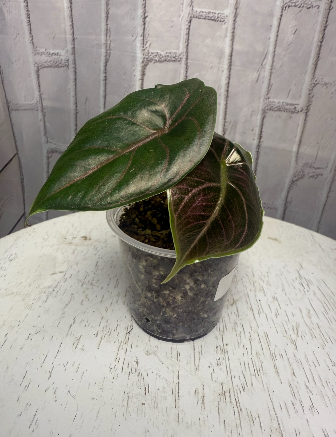 Alocasia azlanii (2in)