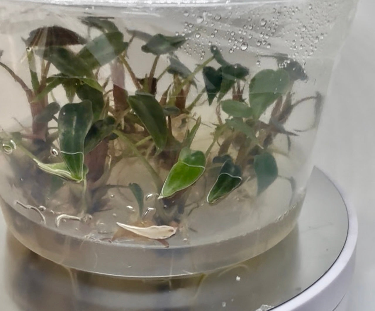 Alocasia bambino green - tissue culture plantlets