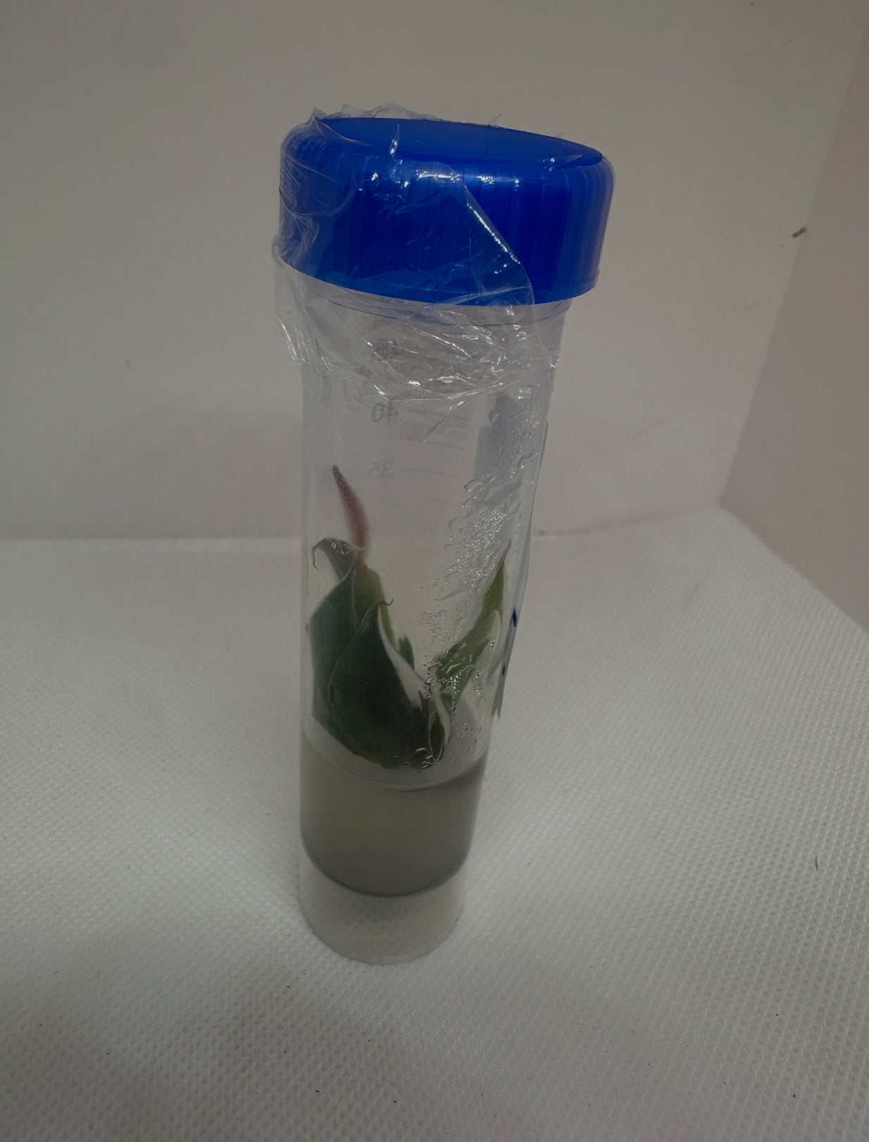 Philodendron white knight - 1 tissue culture plantlet