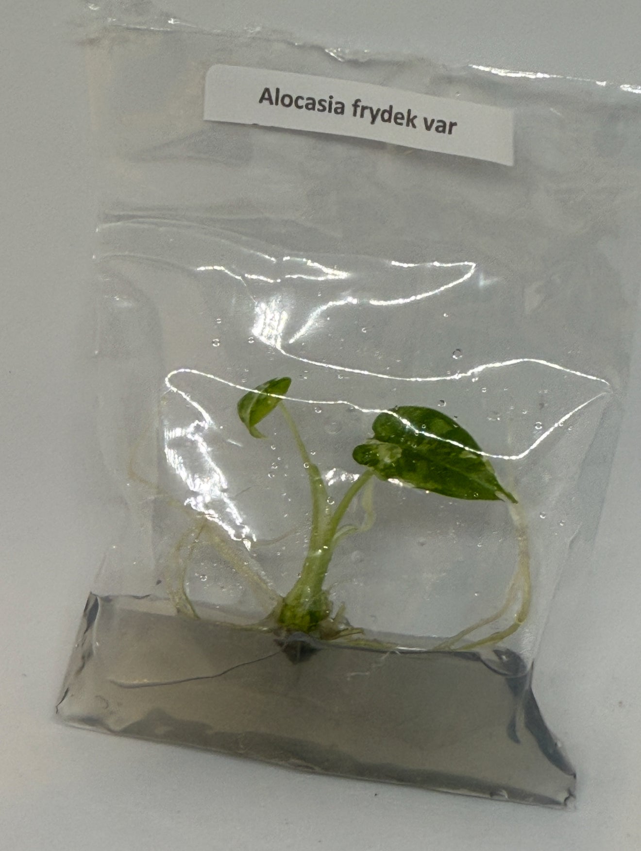 Alocasia frydek variegated - 1 tissue culture plantlet