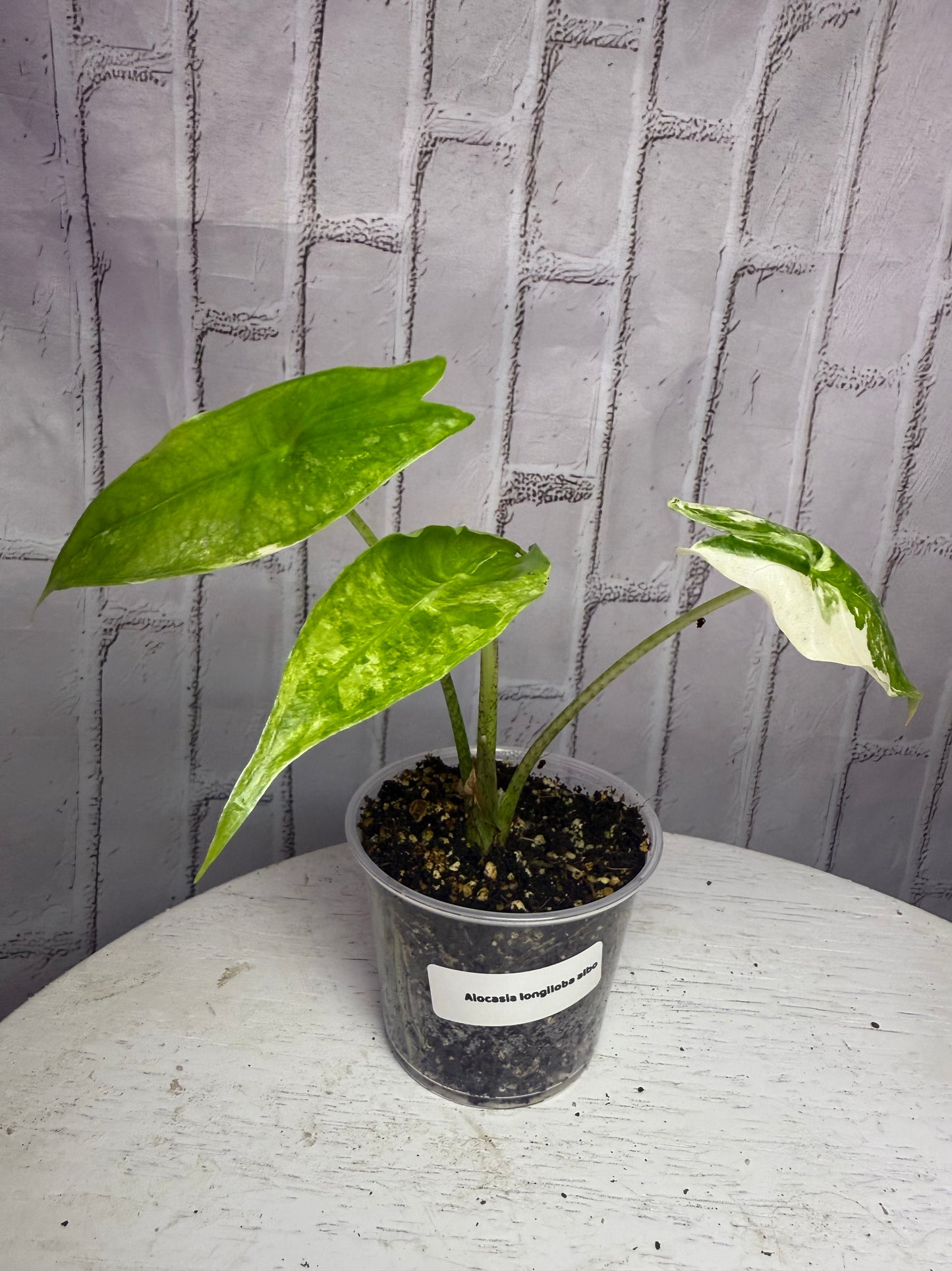 Alocasia longiloba albo (2in)